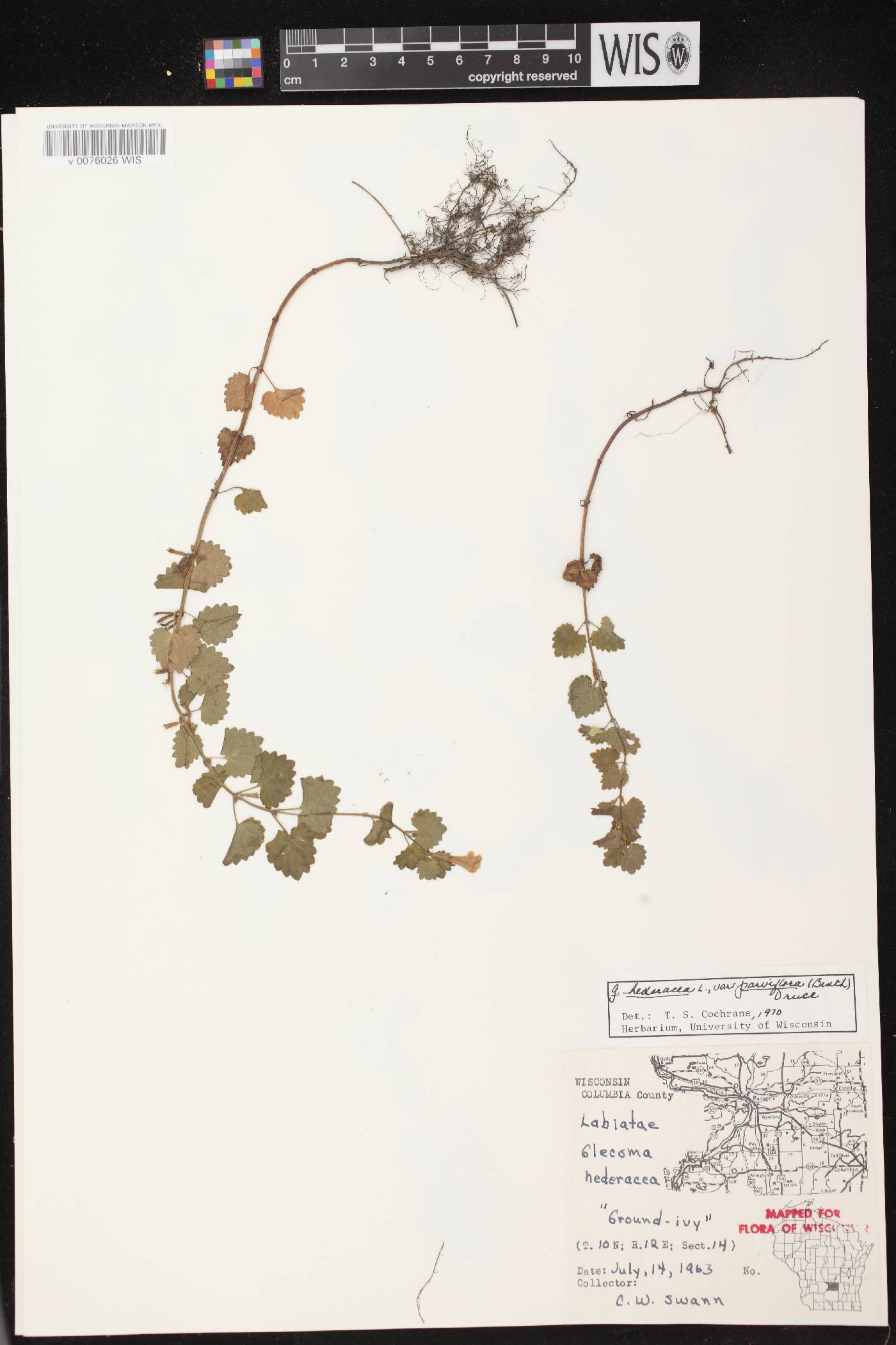 Glechoma hederacea image