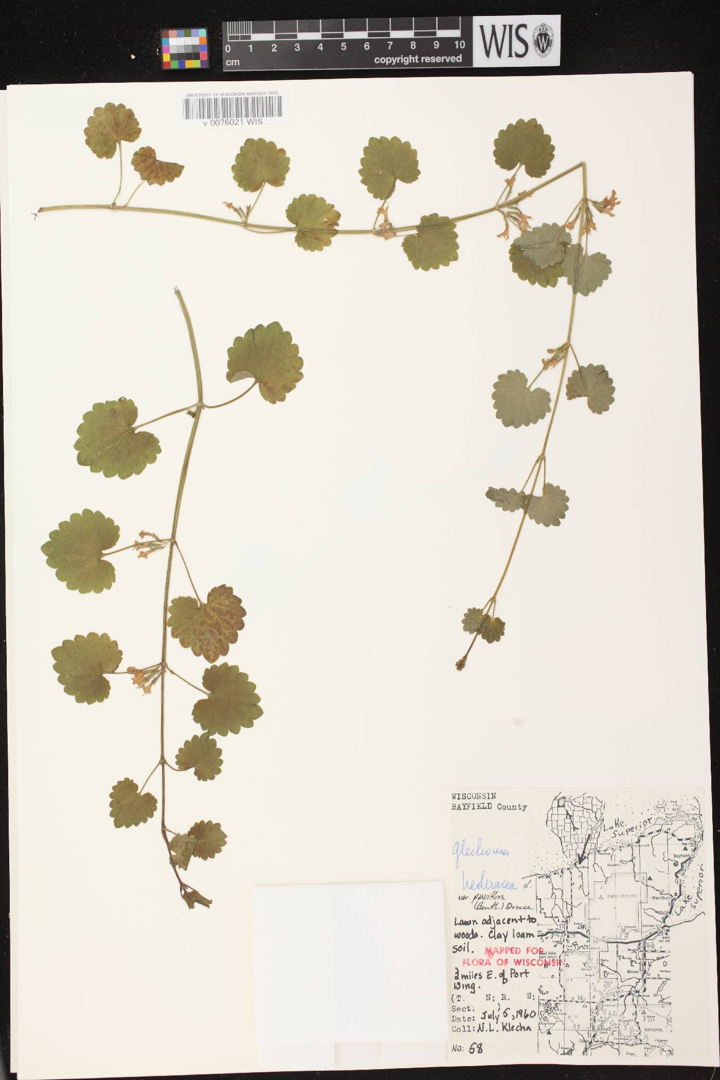 Glechoma hederacea image