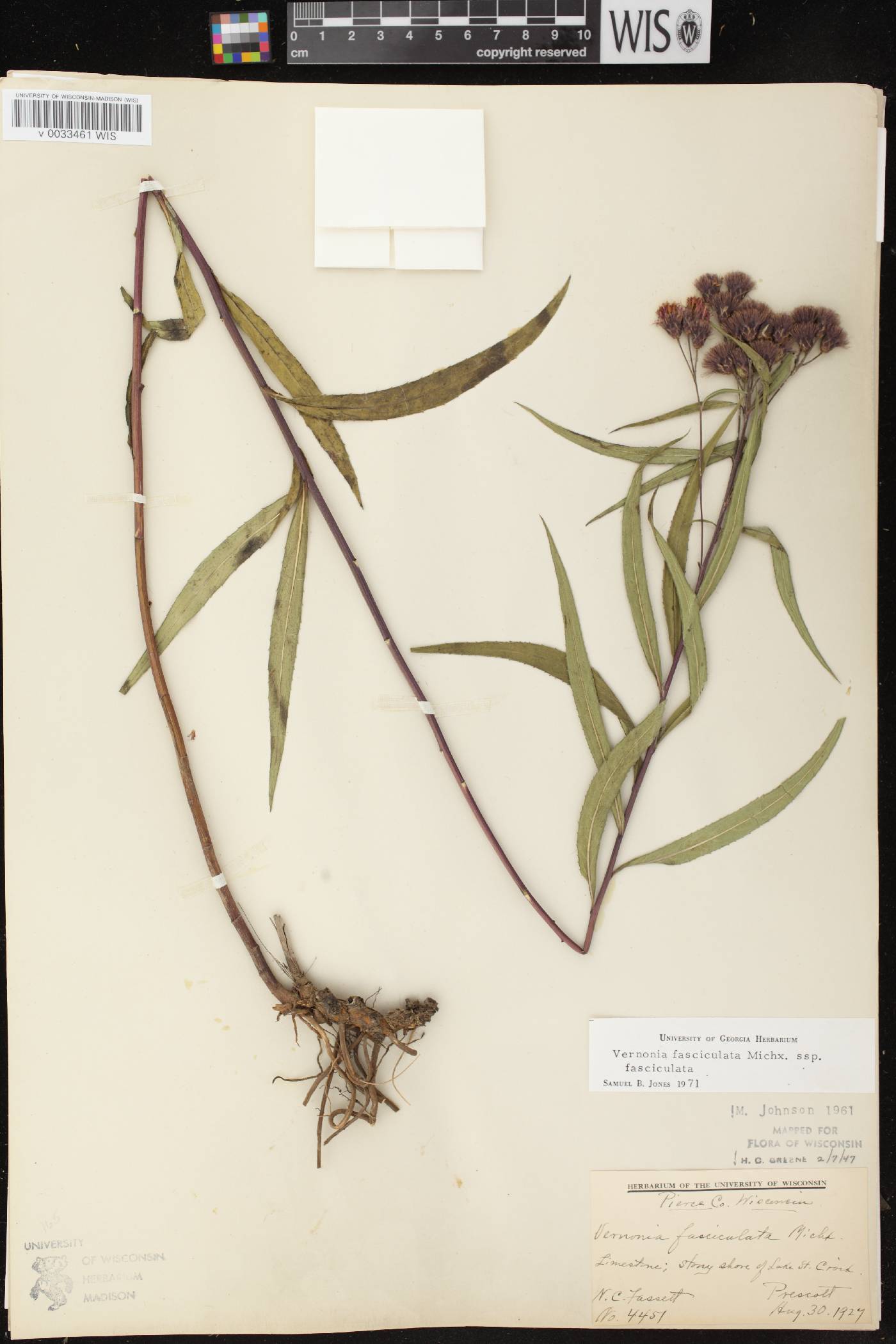 Vernonia fasciculata image