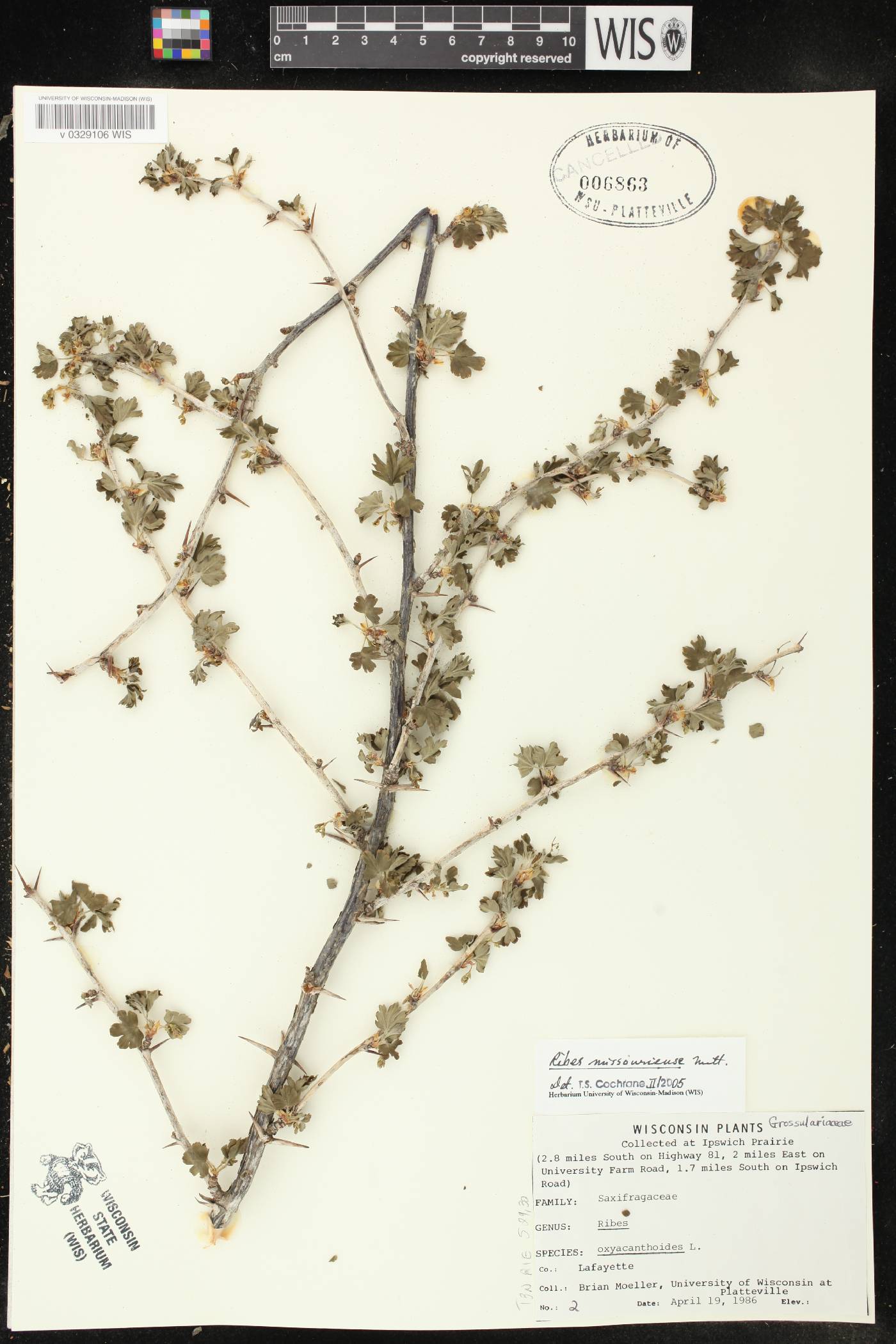 Ribes missouriense image