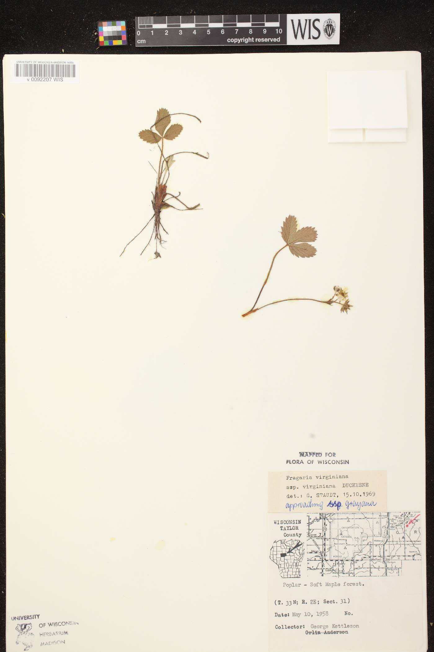 Fragaria virginiana image