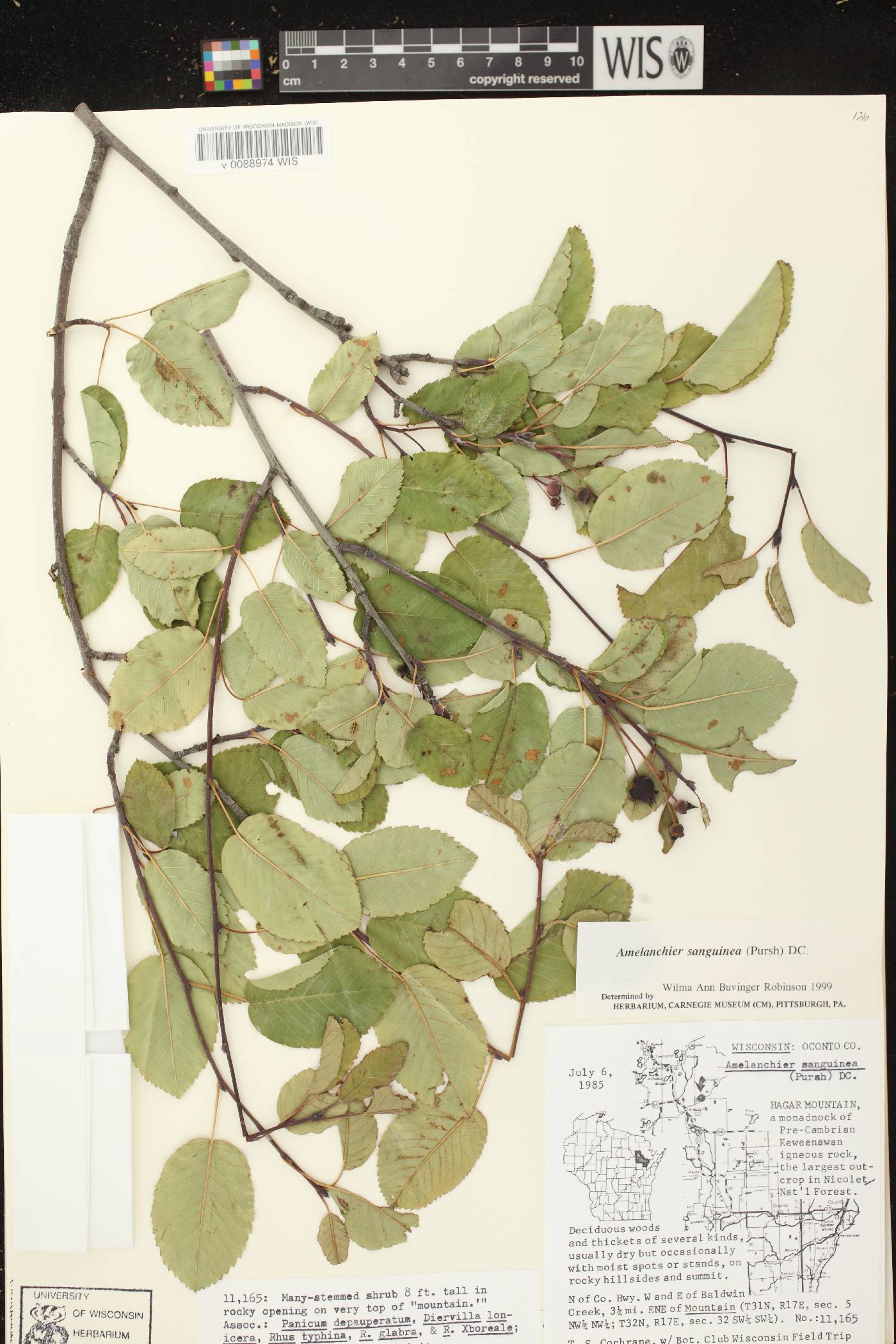 Amelanchier sanguinea image