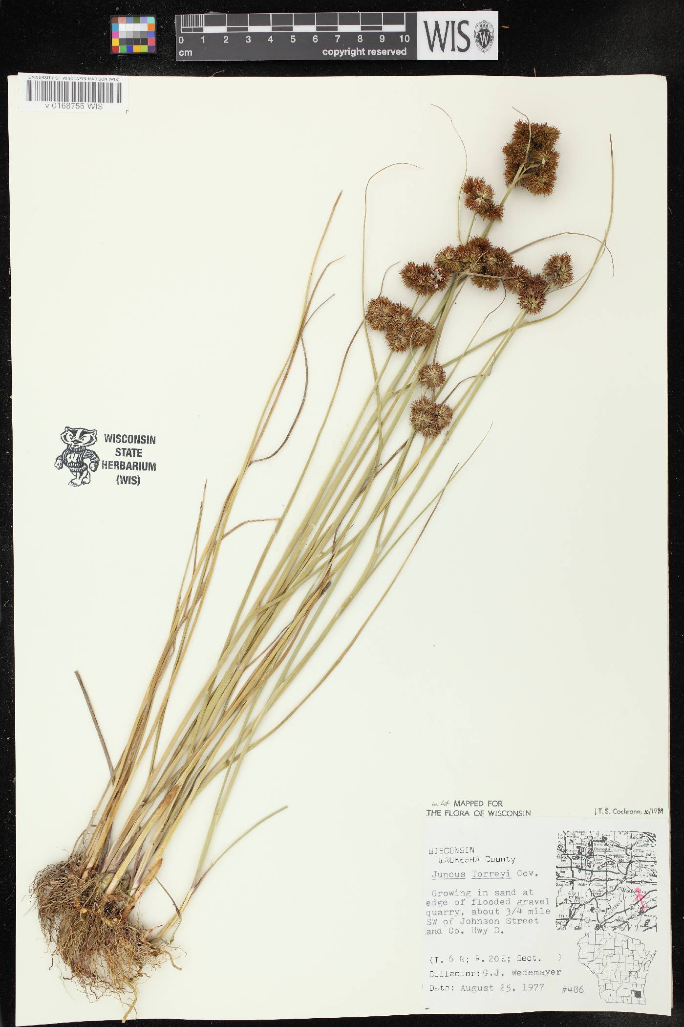 Juncus torreyi image