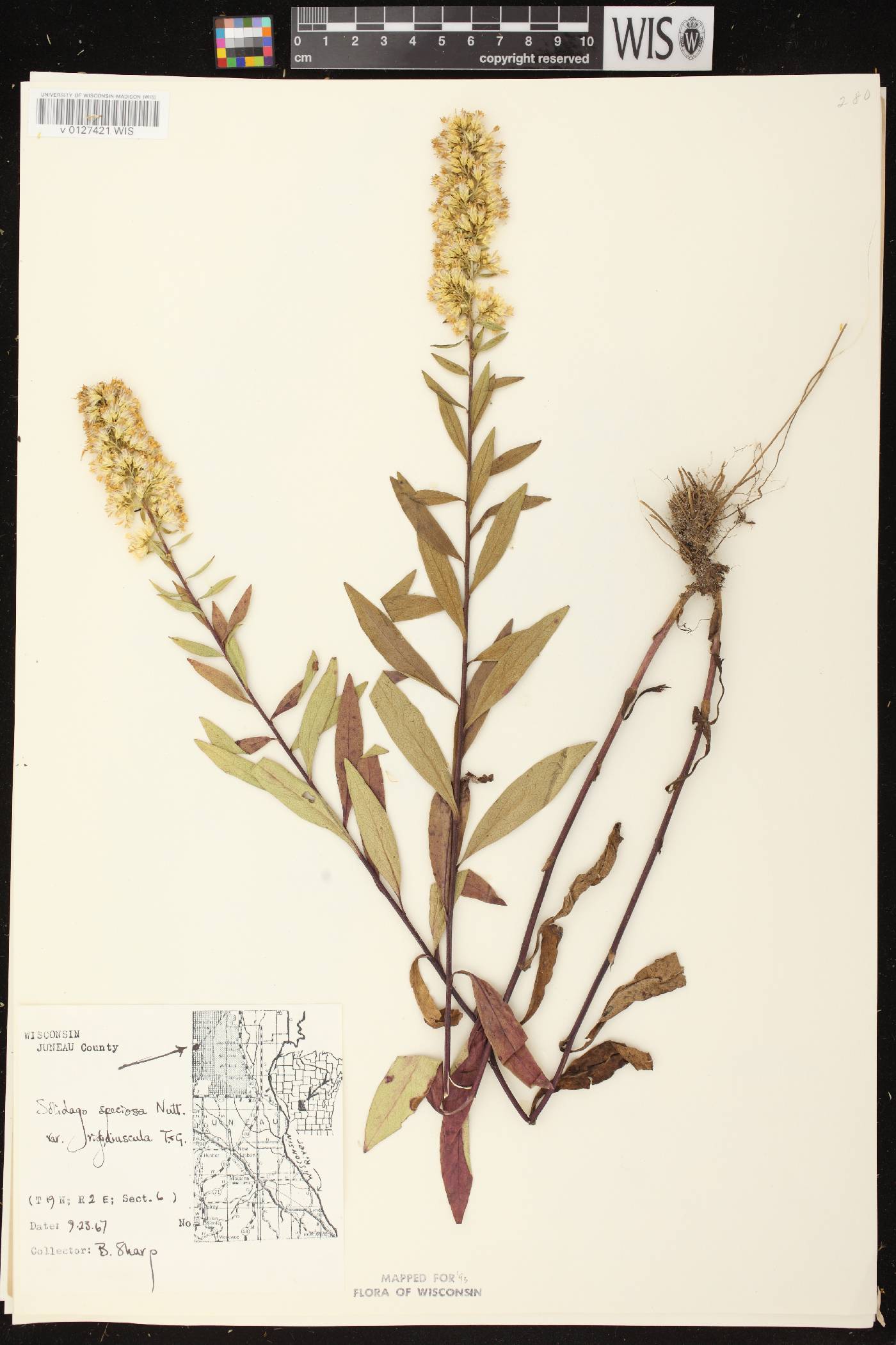 Solidago speciosa subsp. speciosa var. rigidiuscula image