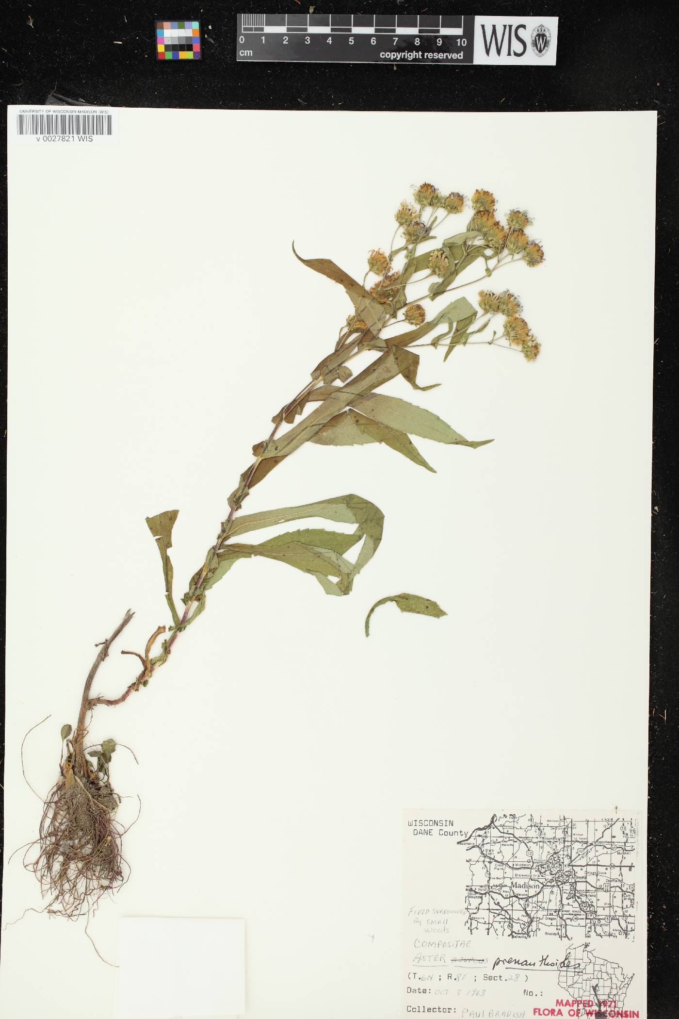 Symphyotrichum prenanthoides image