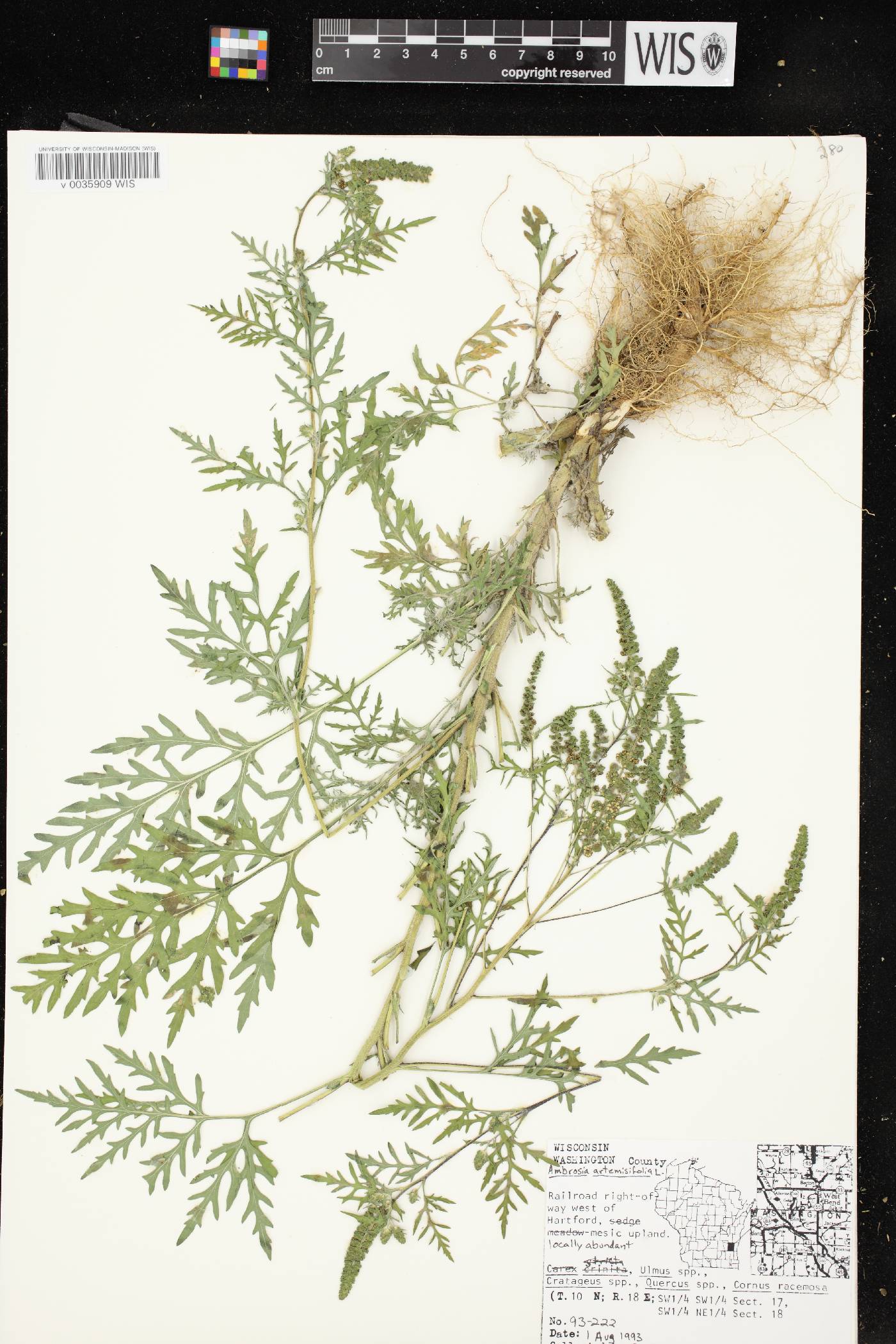 Ambrosia artemisiifolia image