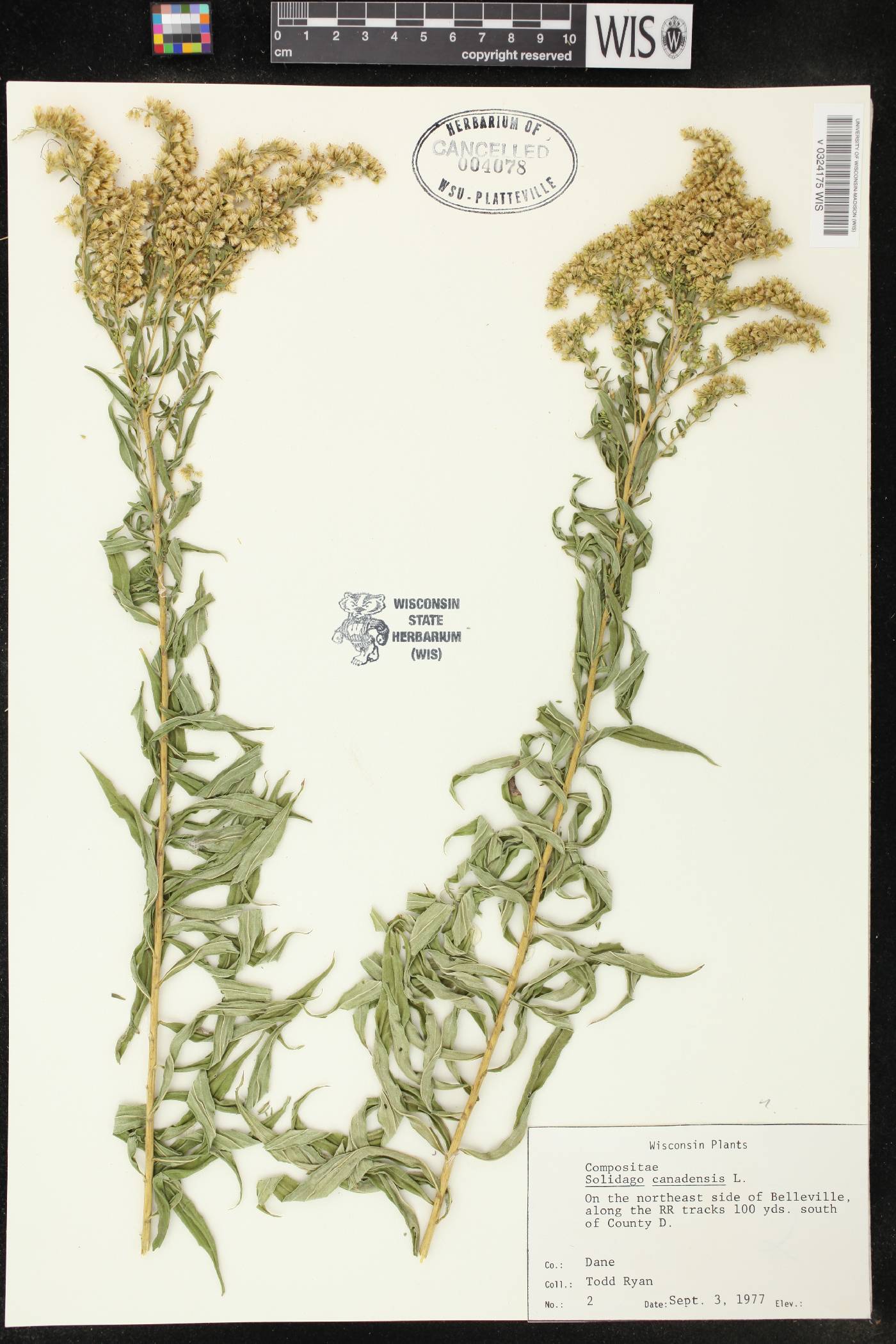 Solidago canadensis image