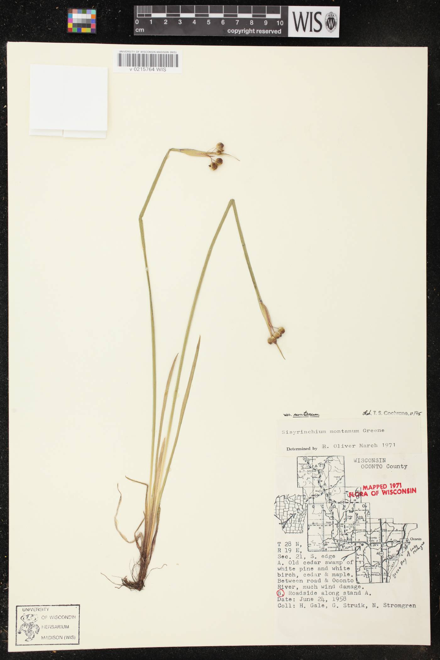 Sisyrinchium montanum image