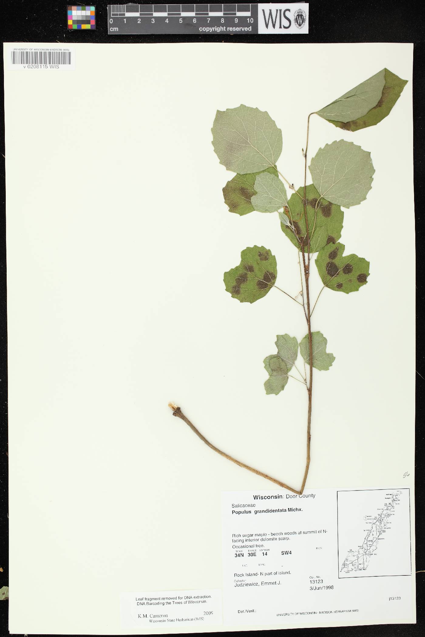 Populus grandidentata image