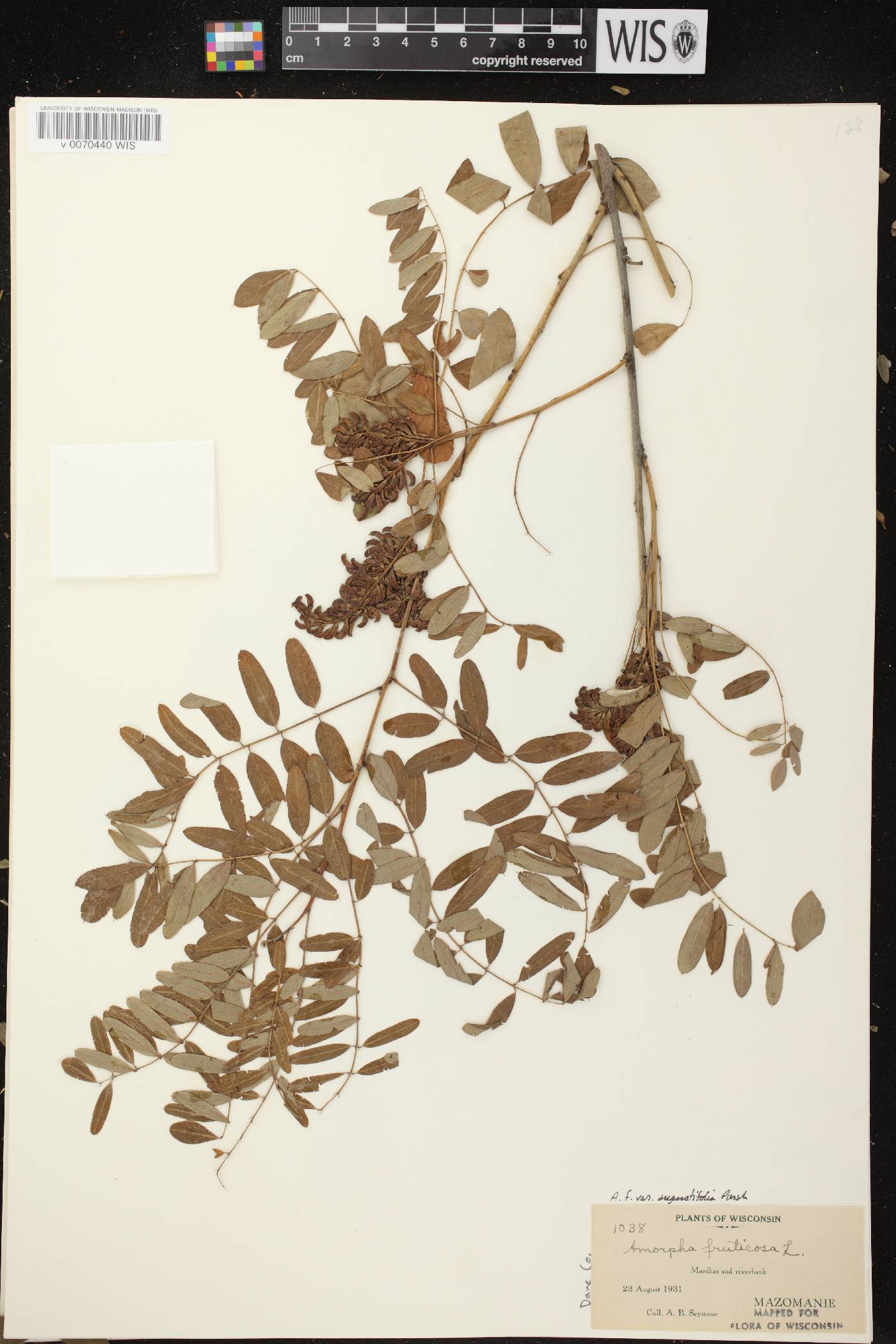 Amorpha fruticosa image