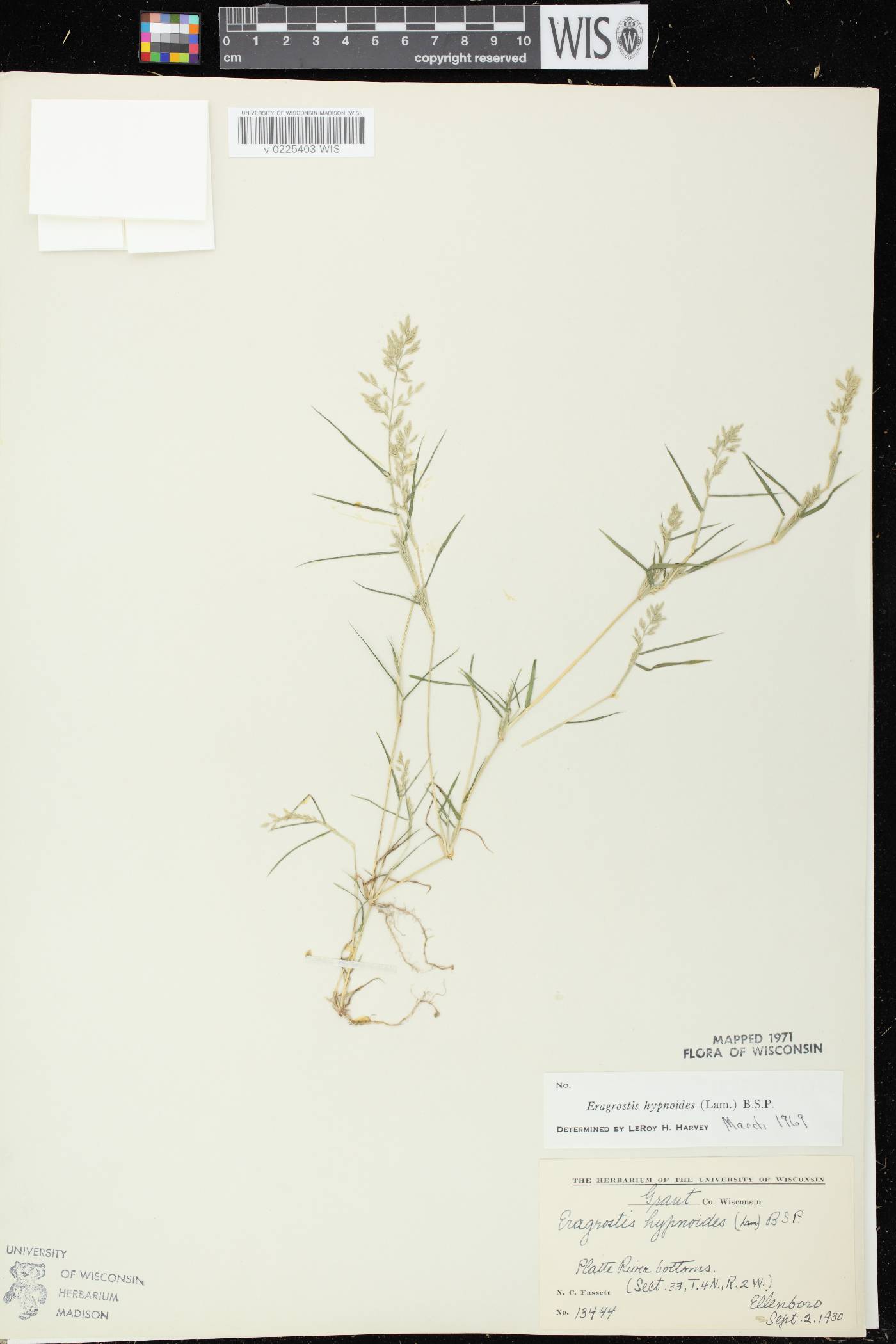Eragrostis hypnoides image
