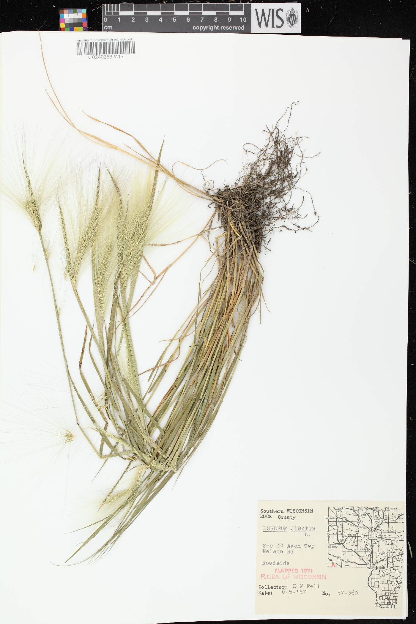 Hordeum jubatum image