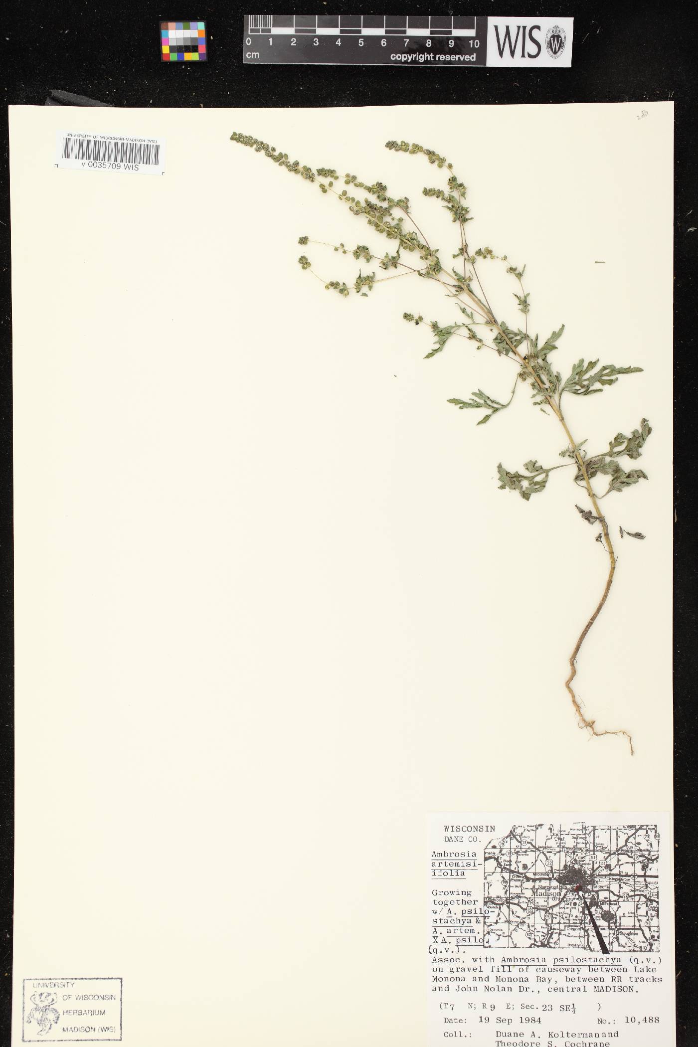 Ambrosia artemisiifolia image