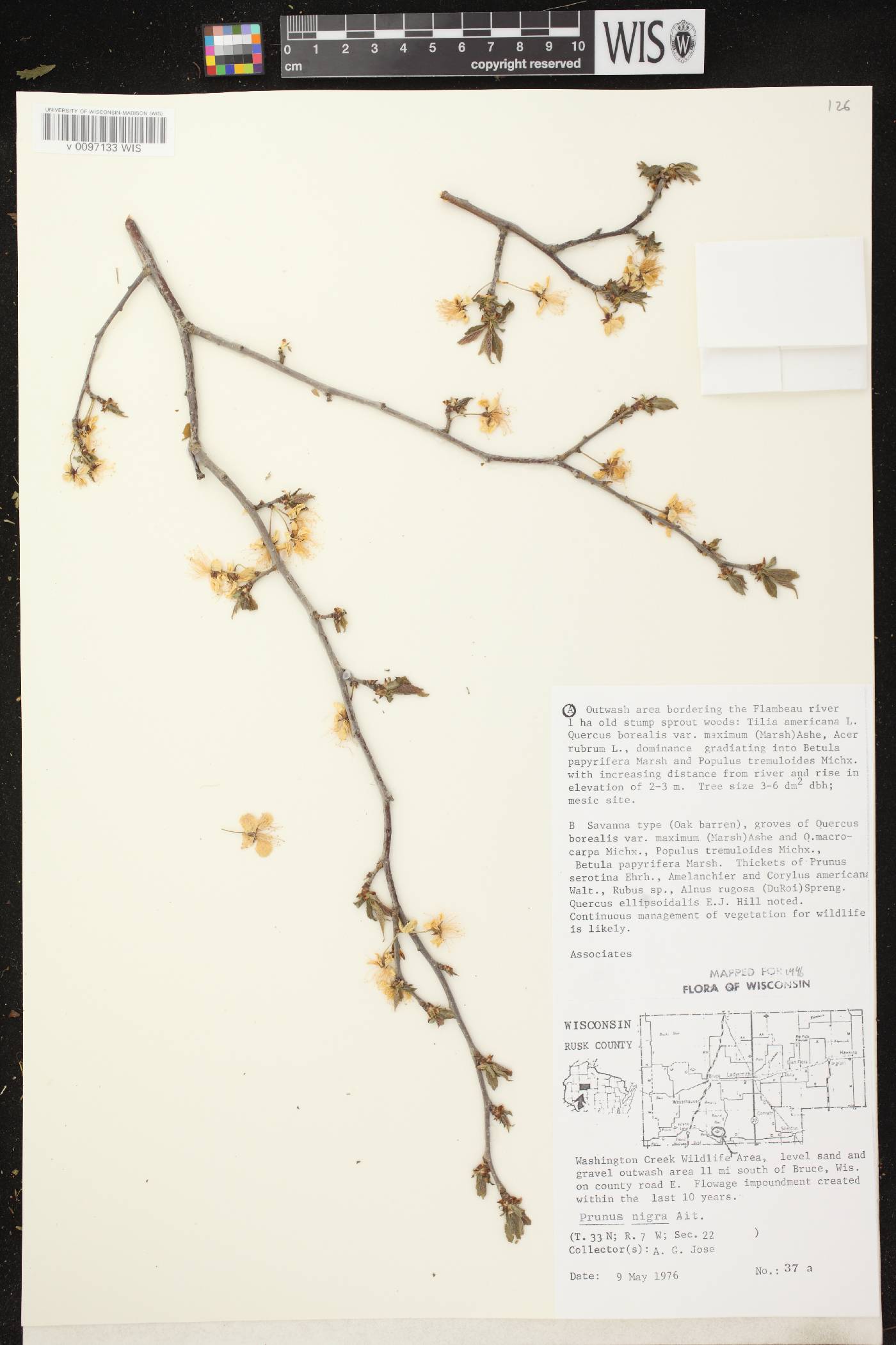 Prunus nigra image