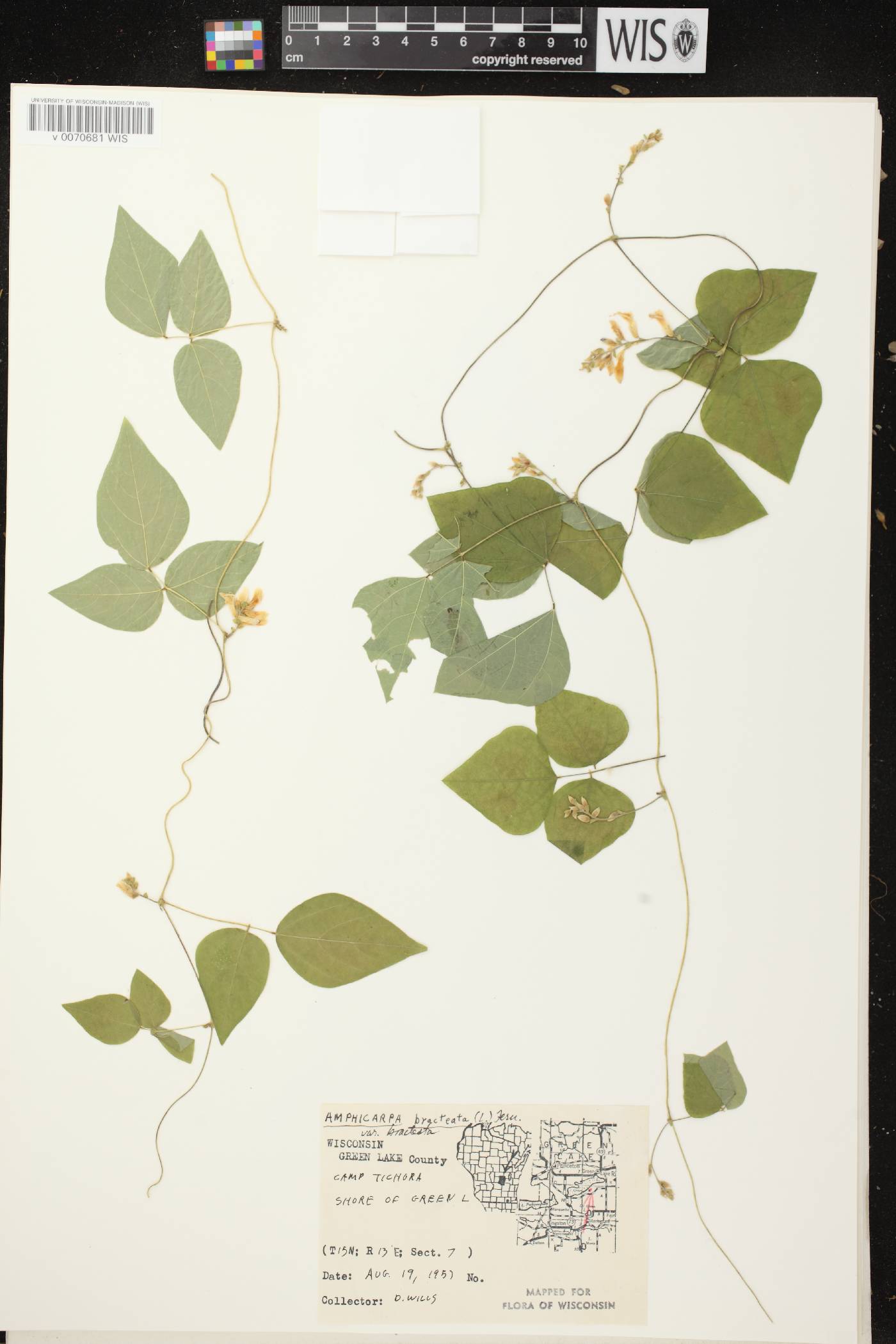 Amphicarpaea bracteata image