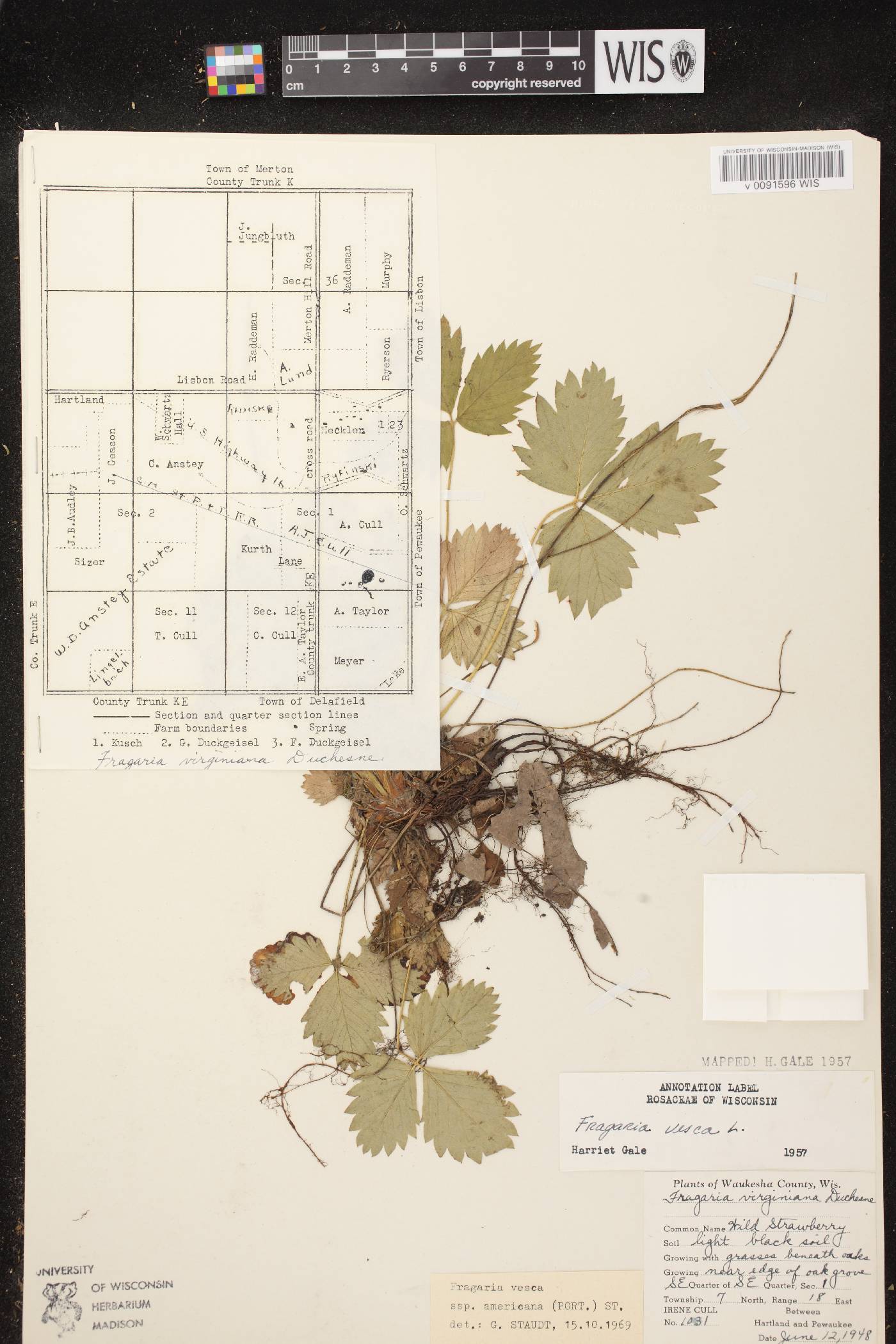 Fragaria vesca subsp. americana image