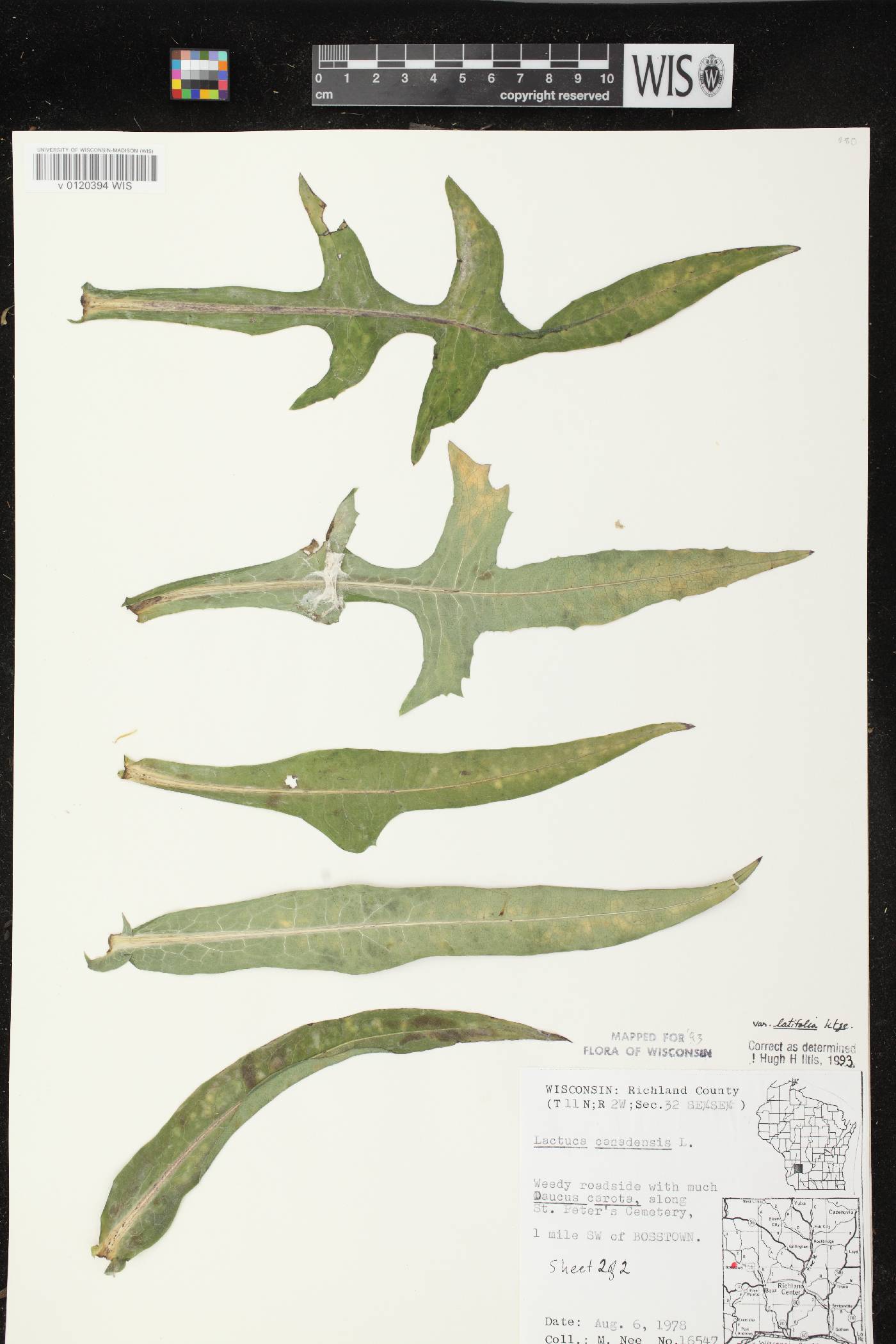 Lactuca canadensis image