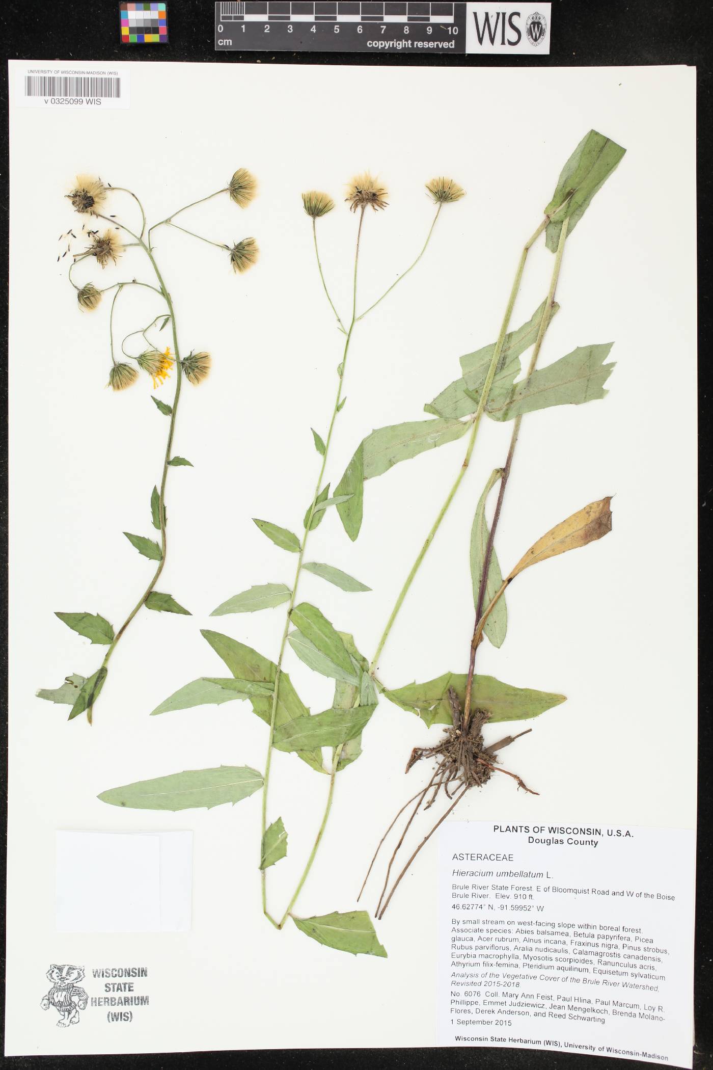 Hieracium umbellatum image
