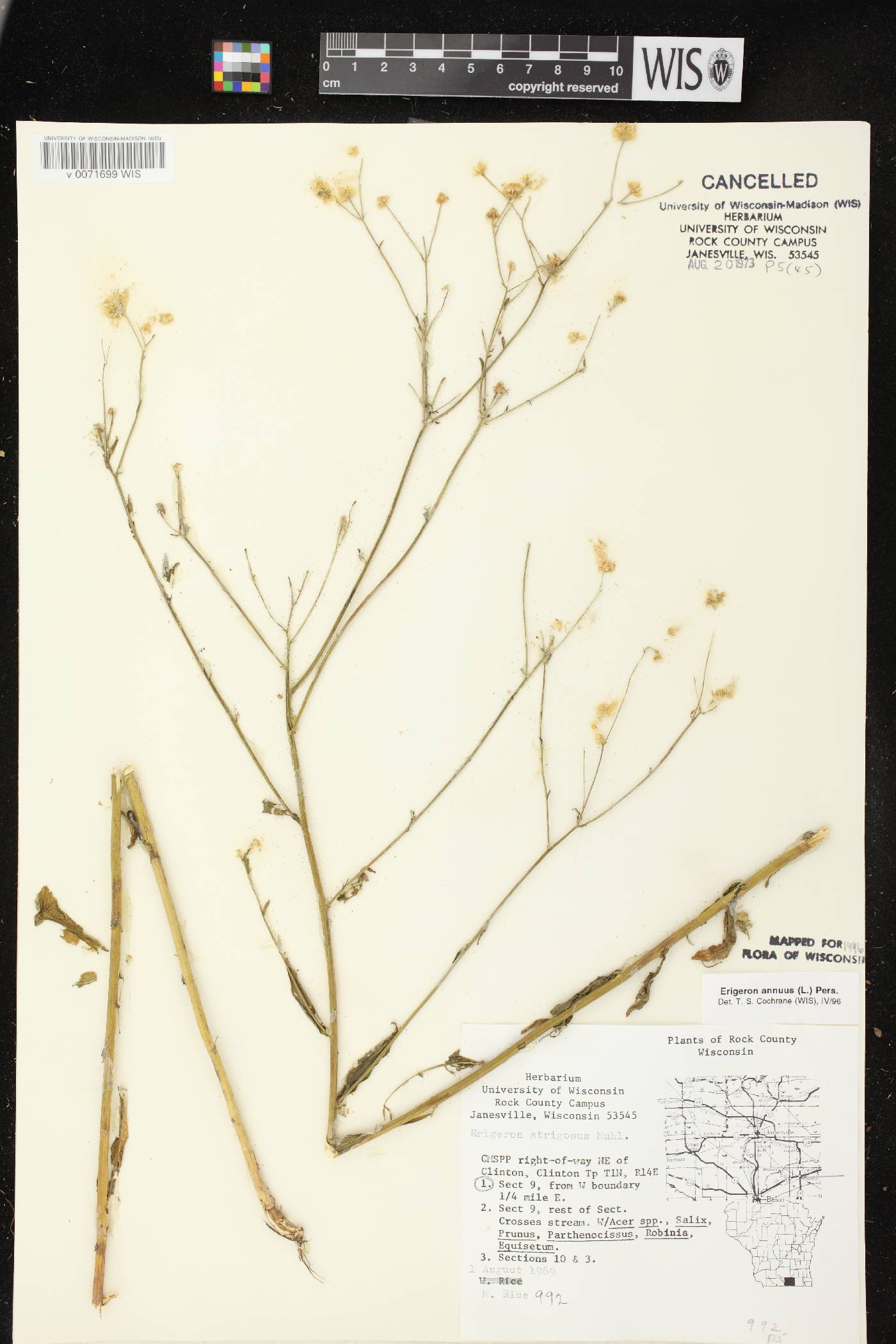 Erigeron annuus image