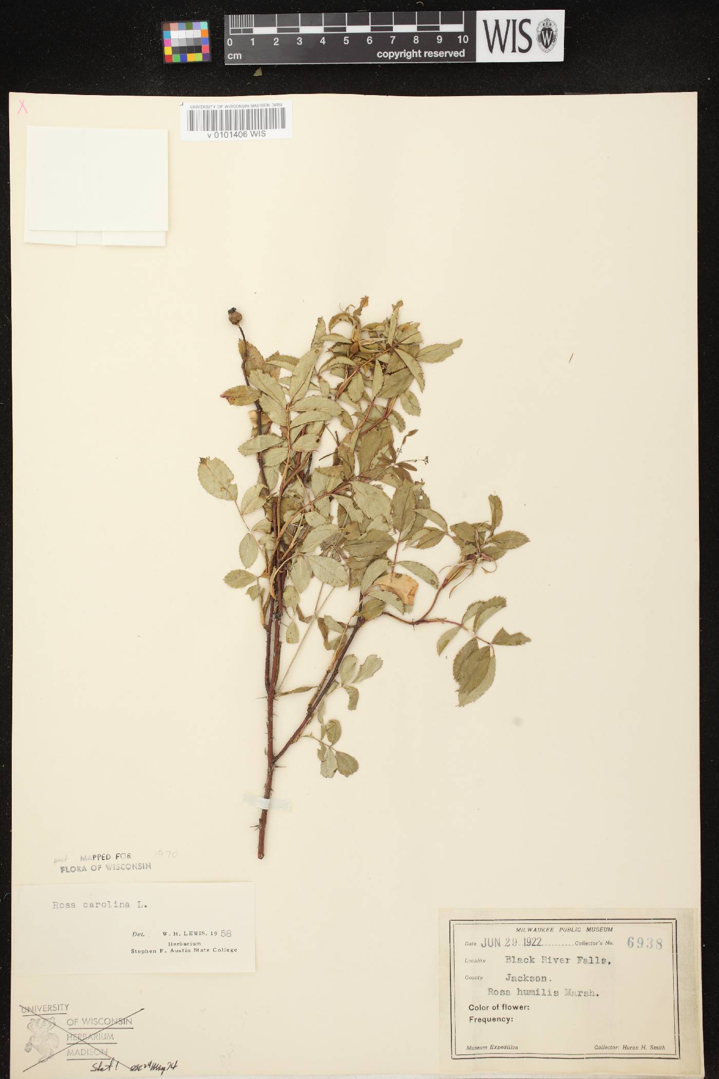 Rosa carolina image