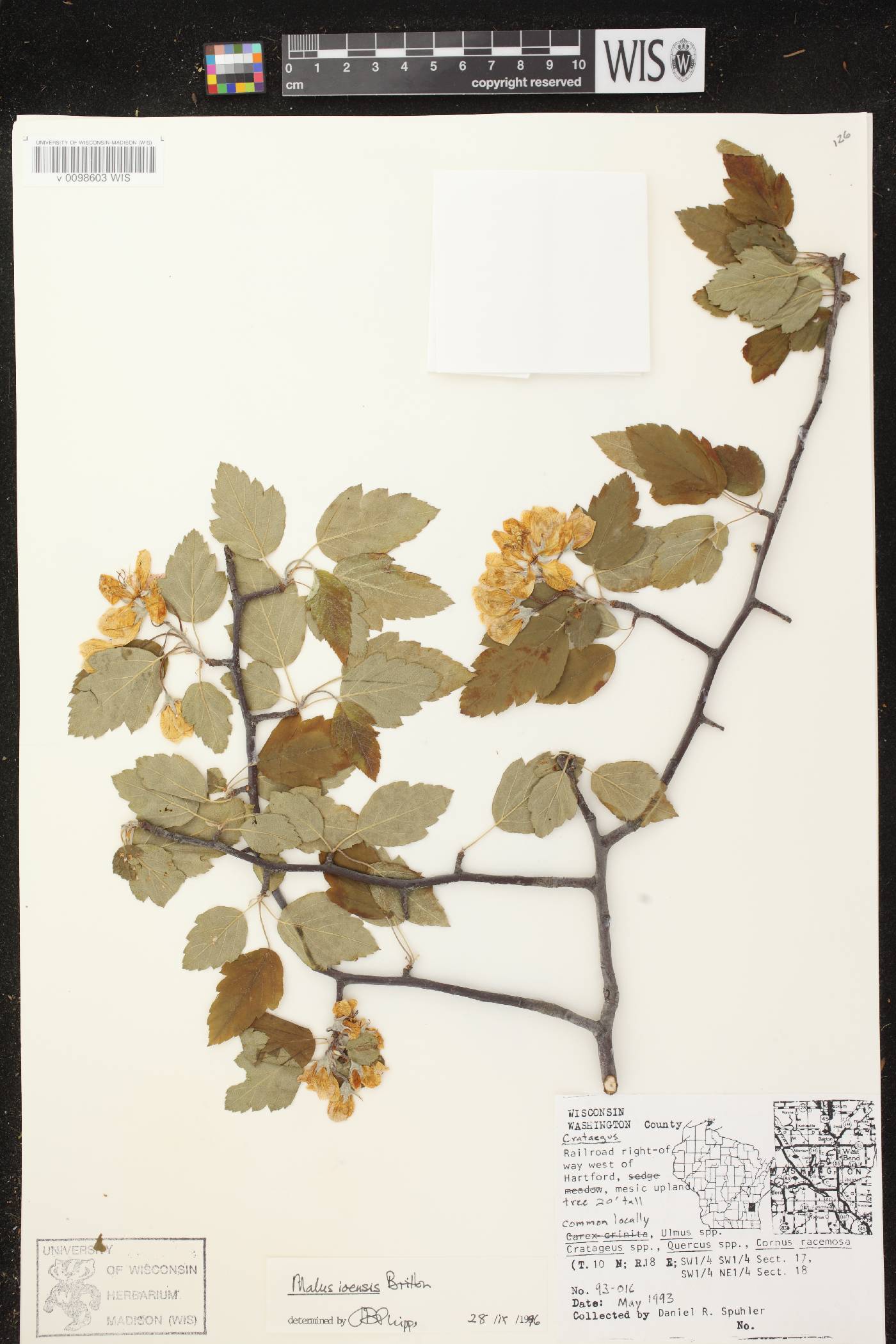 Malus ioensis image