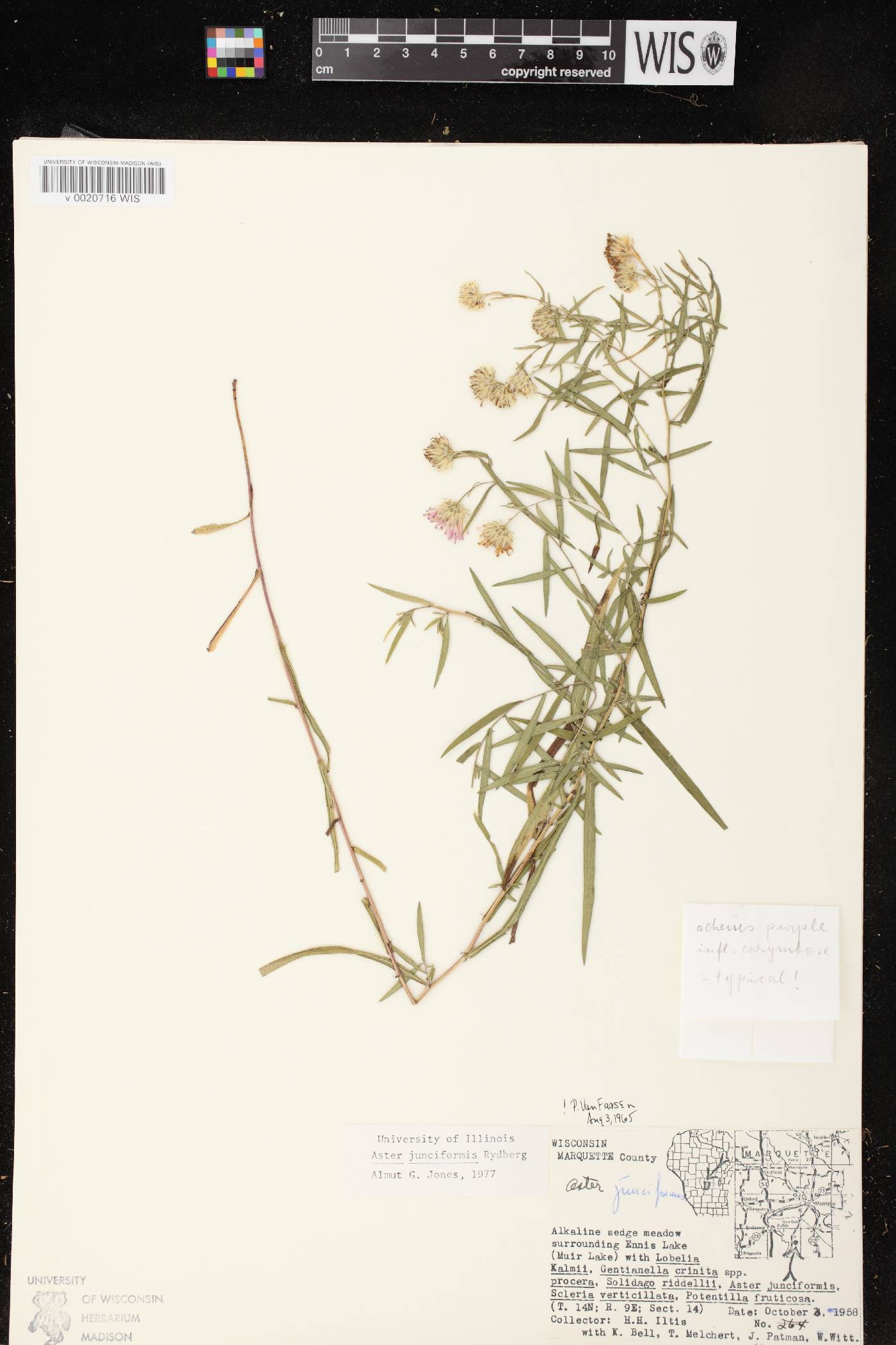 Symphyotrichum boreale image