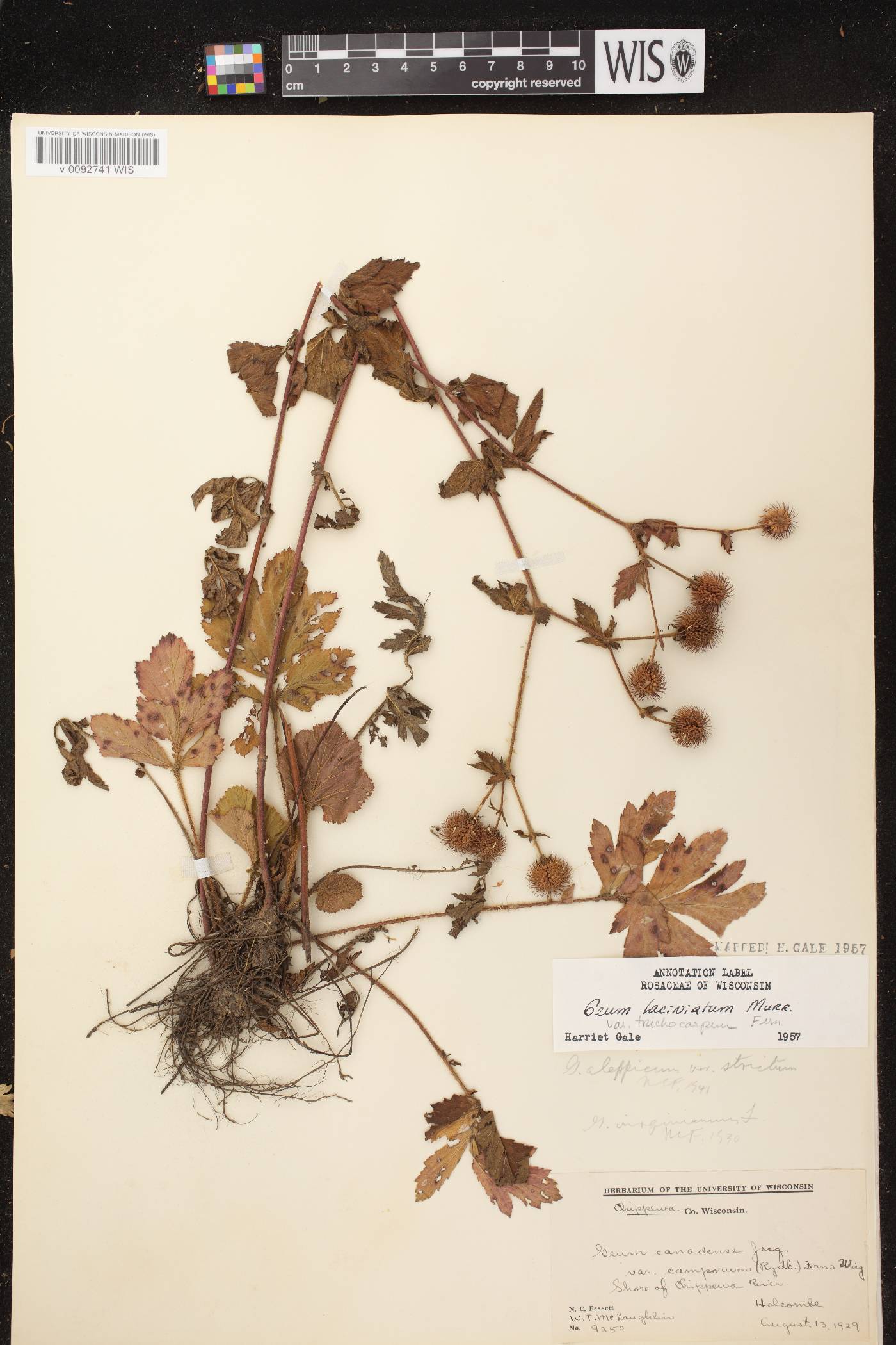 Geum laciniatum image