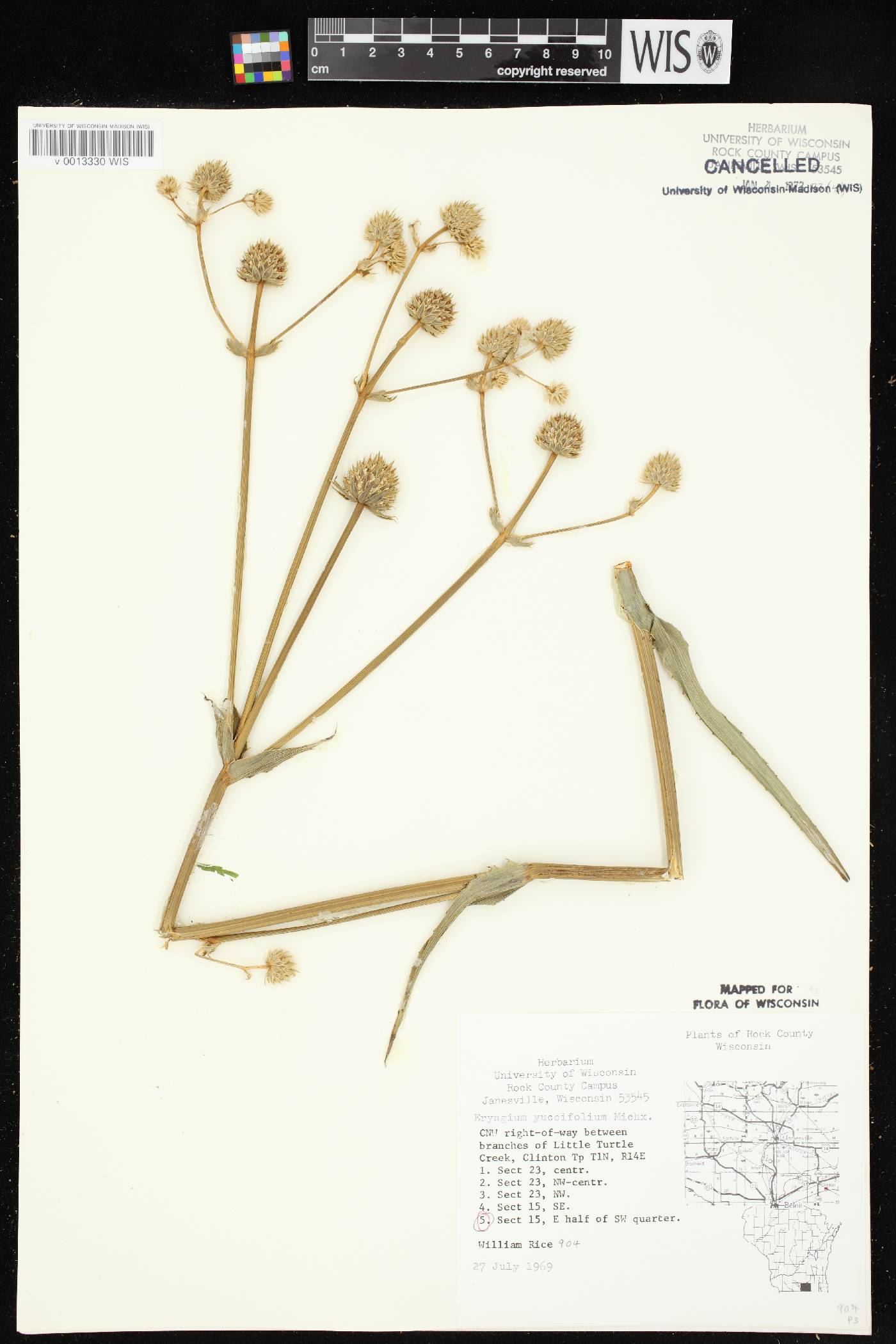 Eryngium yuccifolium image