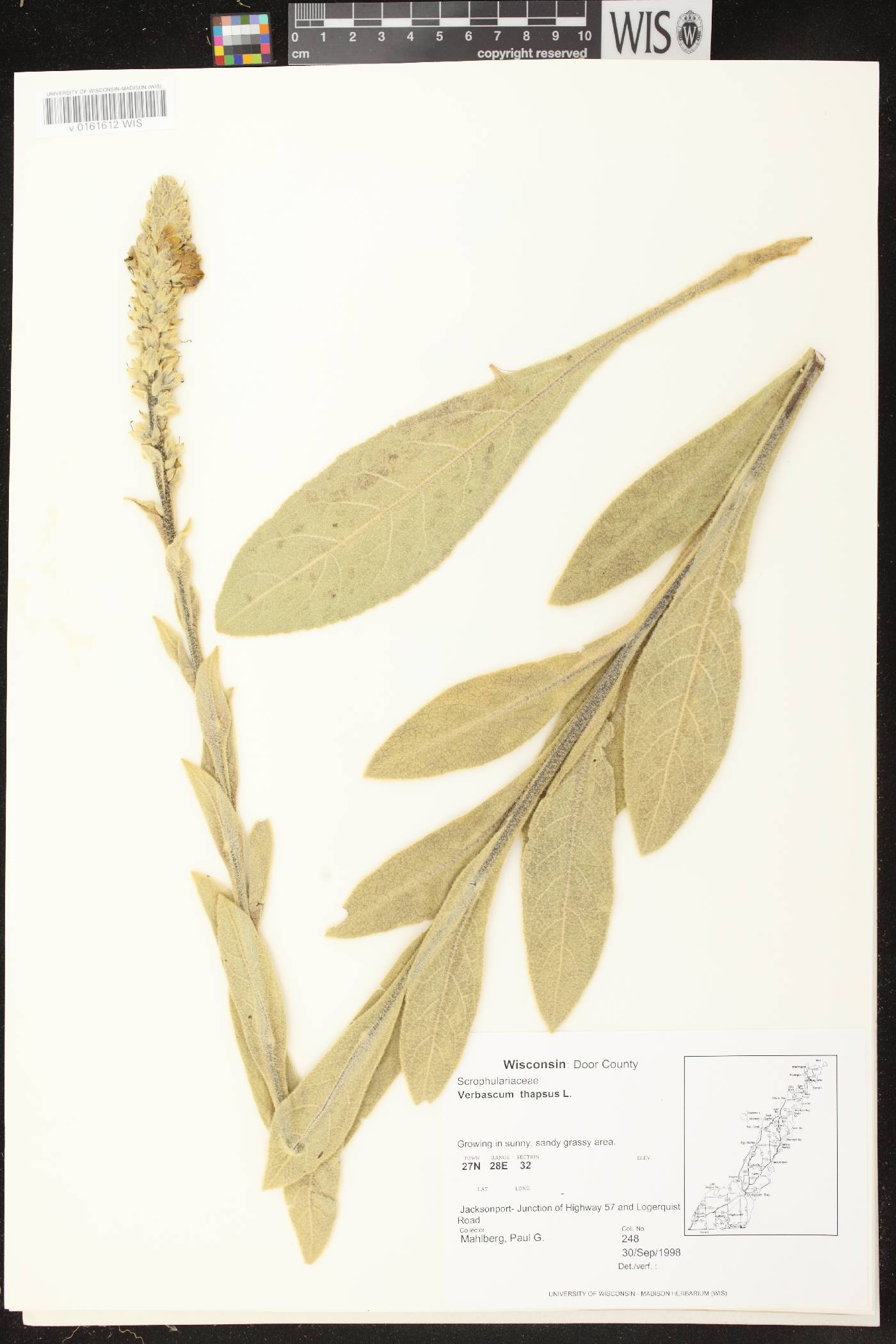 Verbascum thapsus image