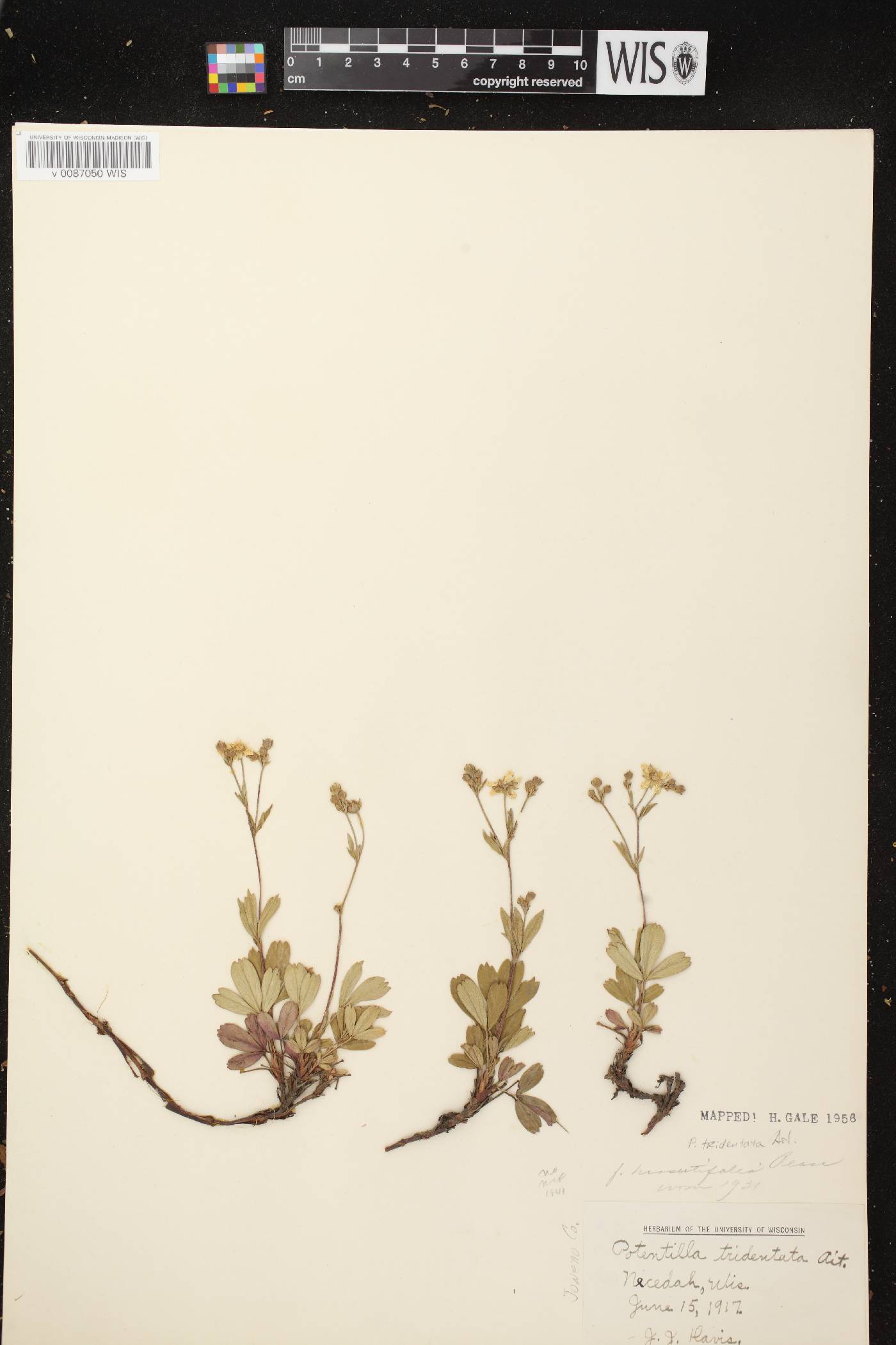 Sibbaldiopsis tridentata image