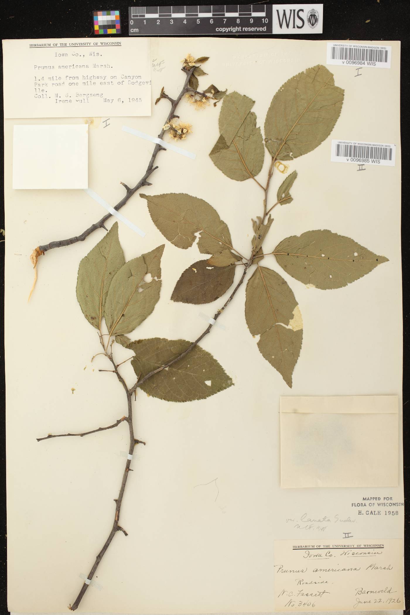 Prunus americana image