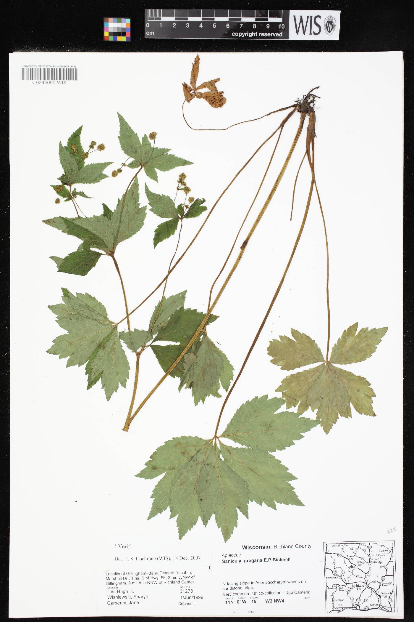 Sanicula odorata image