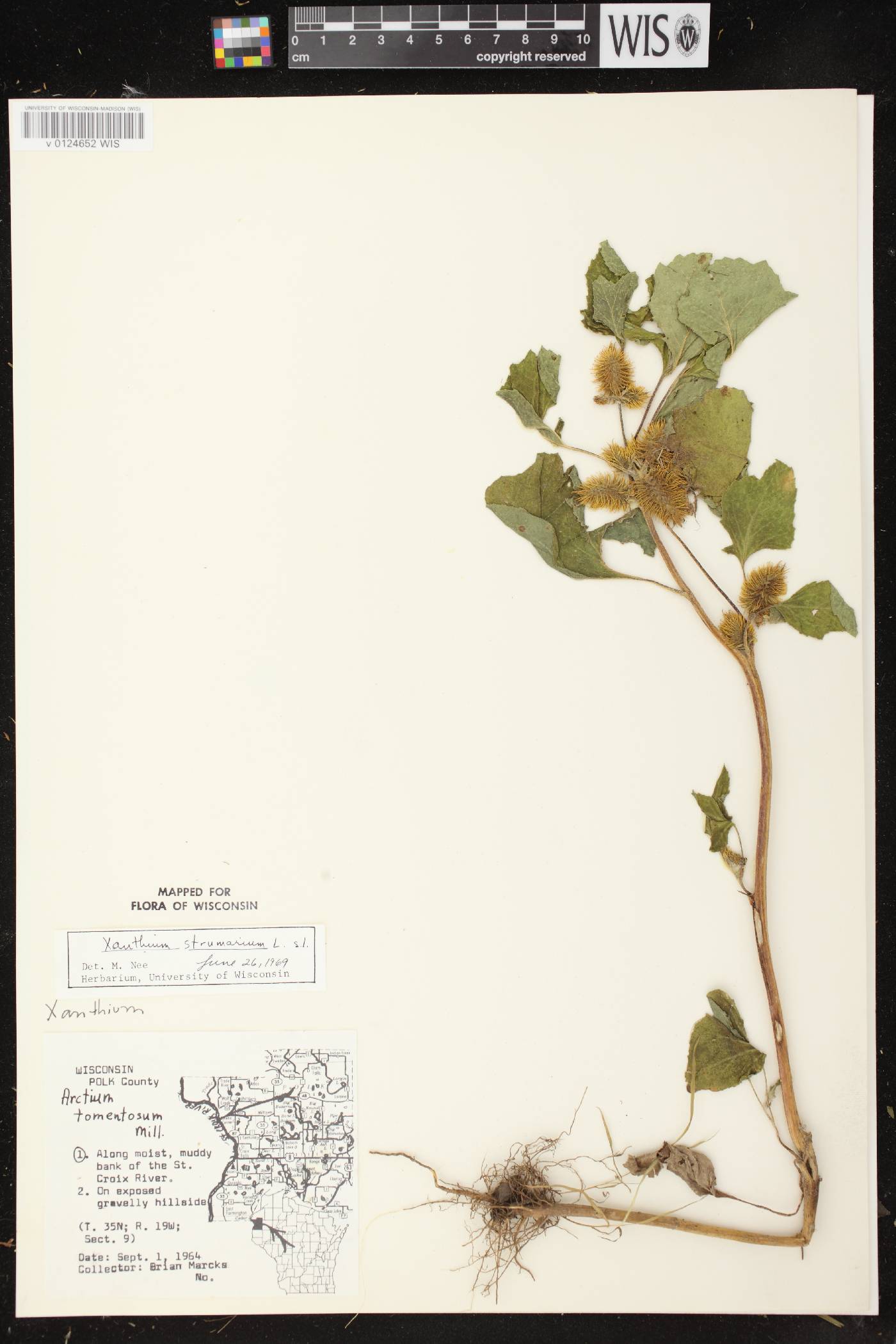 Xanthium strumarium image