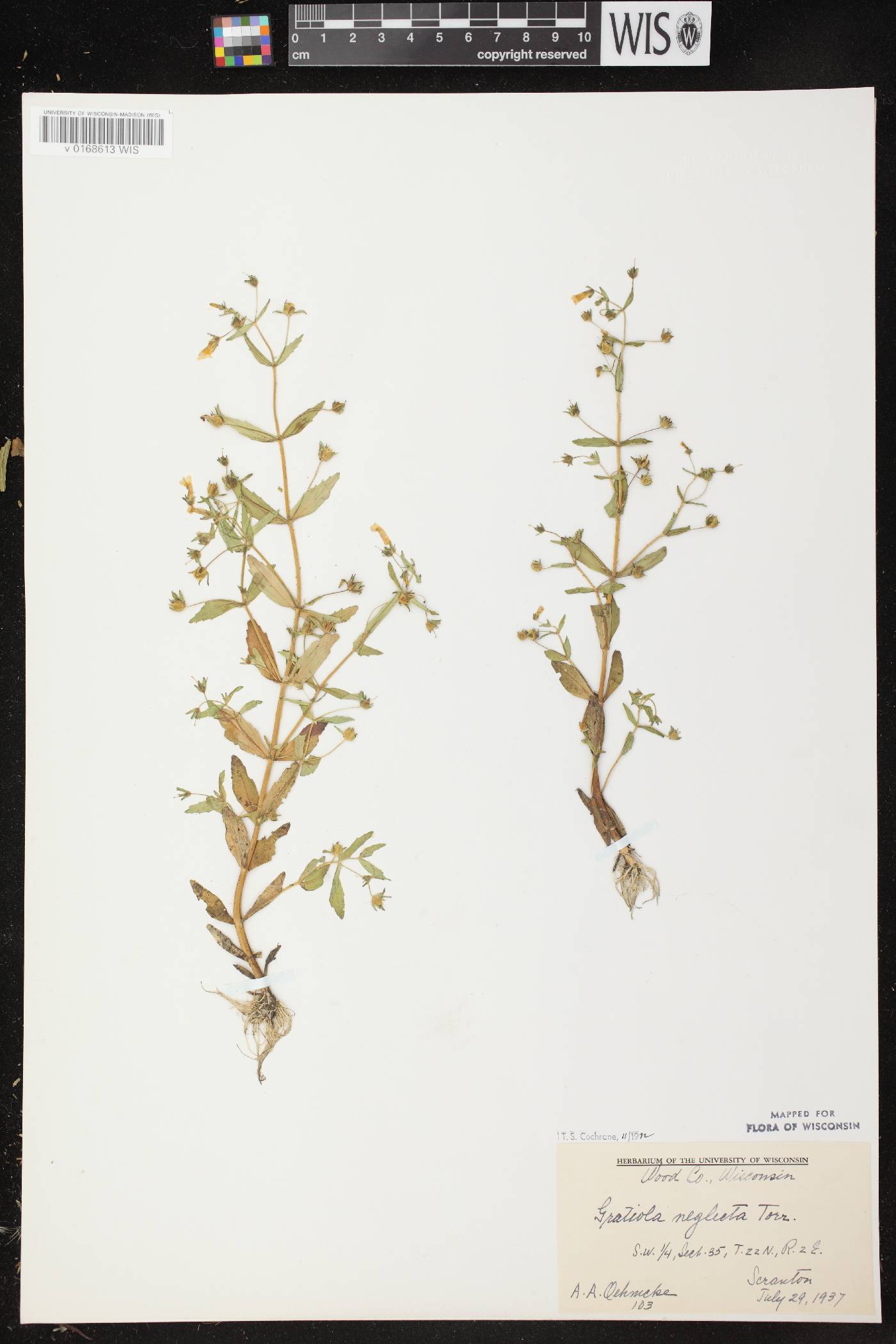 Gratiola neglecta image