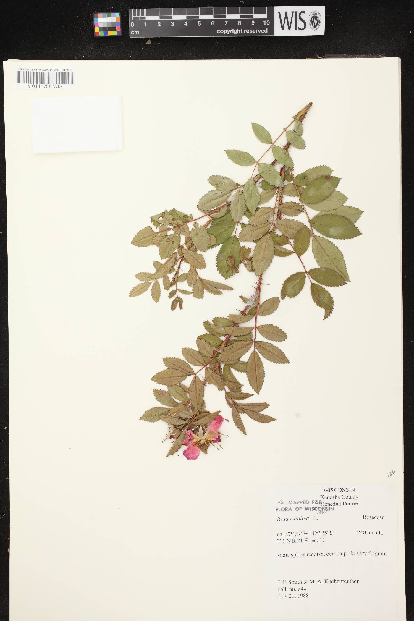 Rosa carolina image