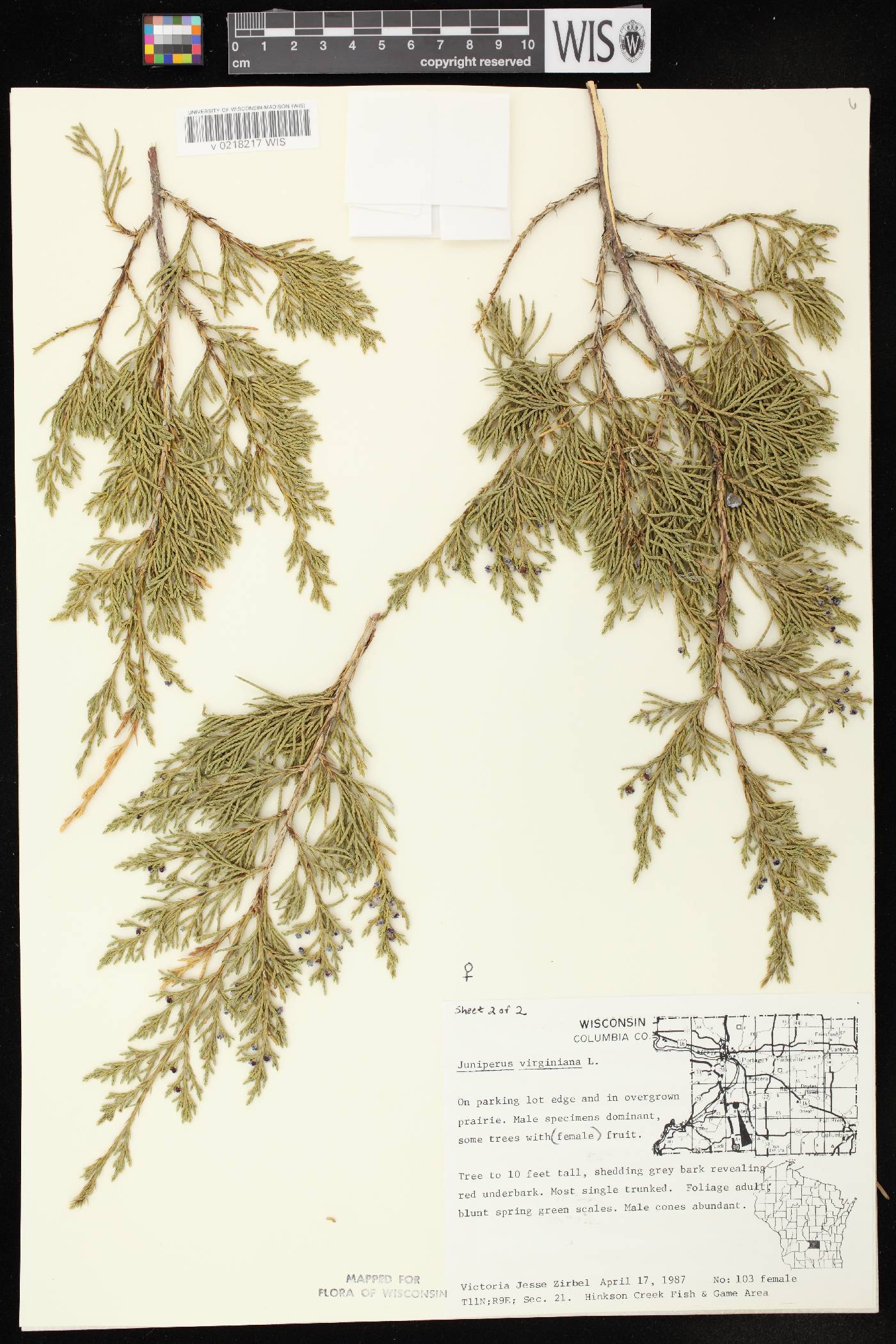 Juniperus virginiana var. virginiana image