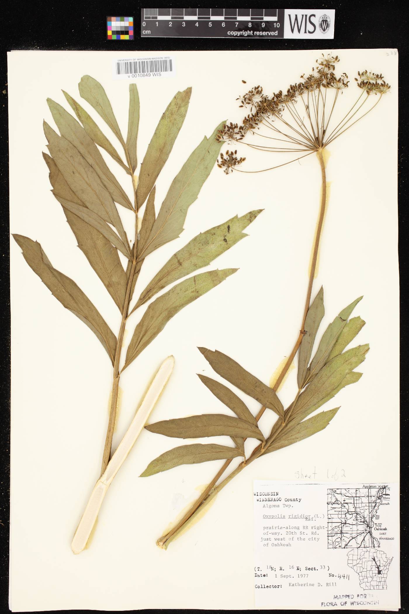 Oxypolis rigidior image