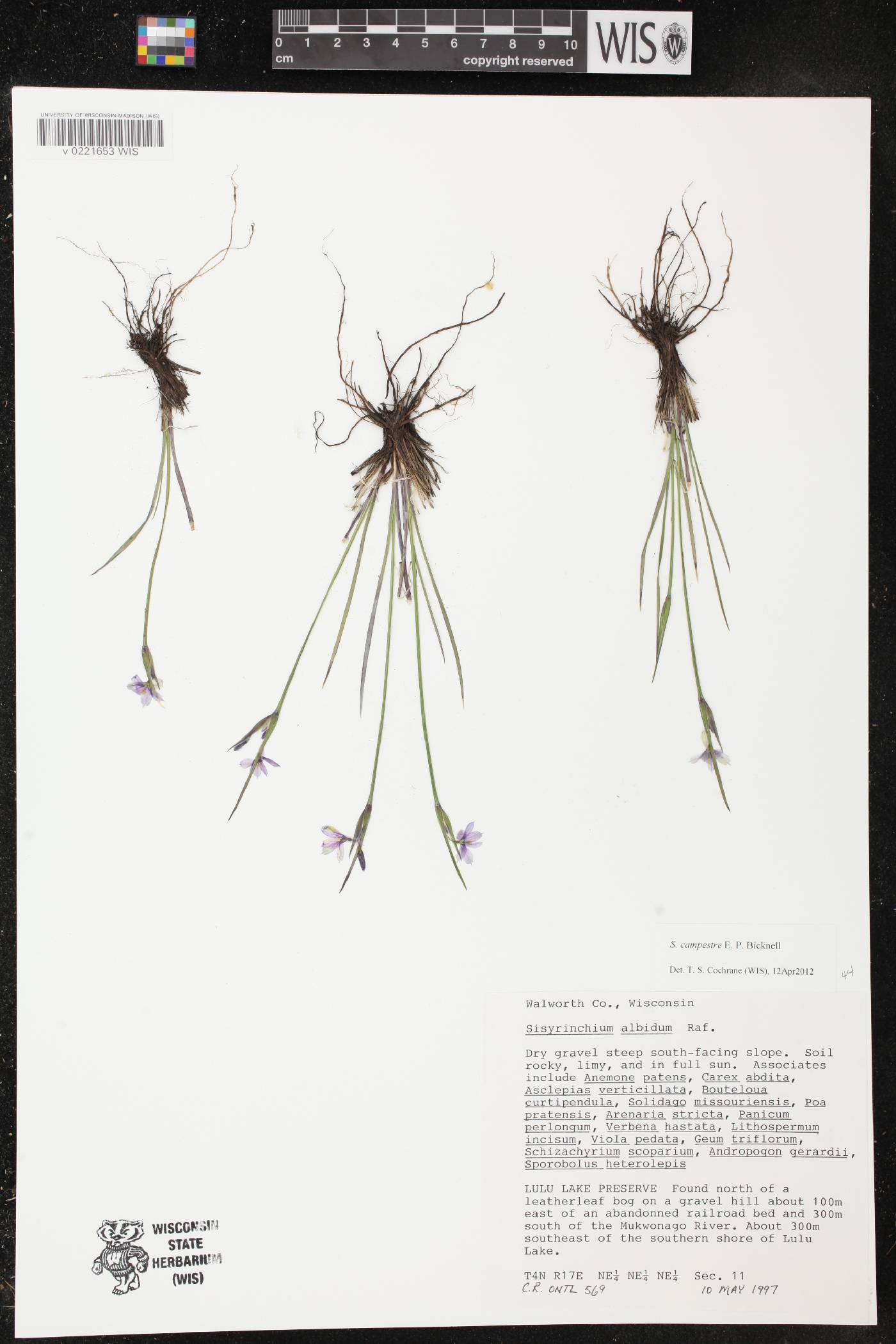 Sisyrinchium albidum image