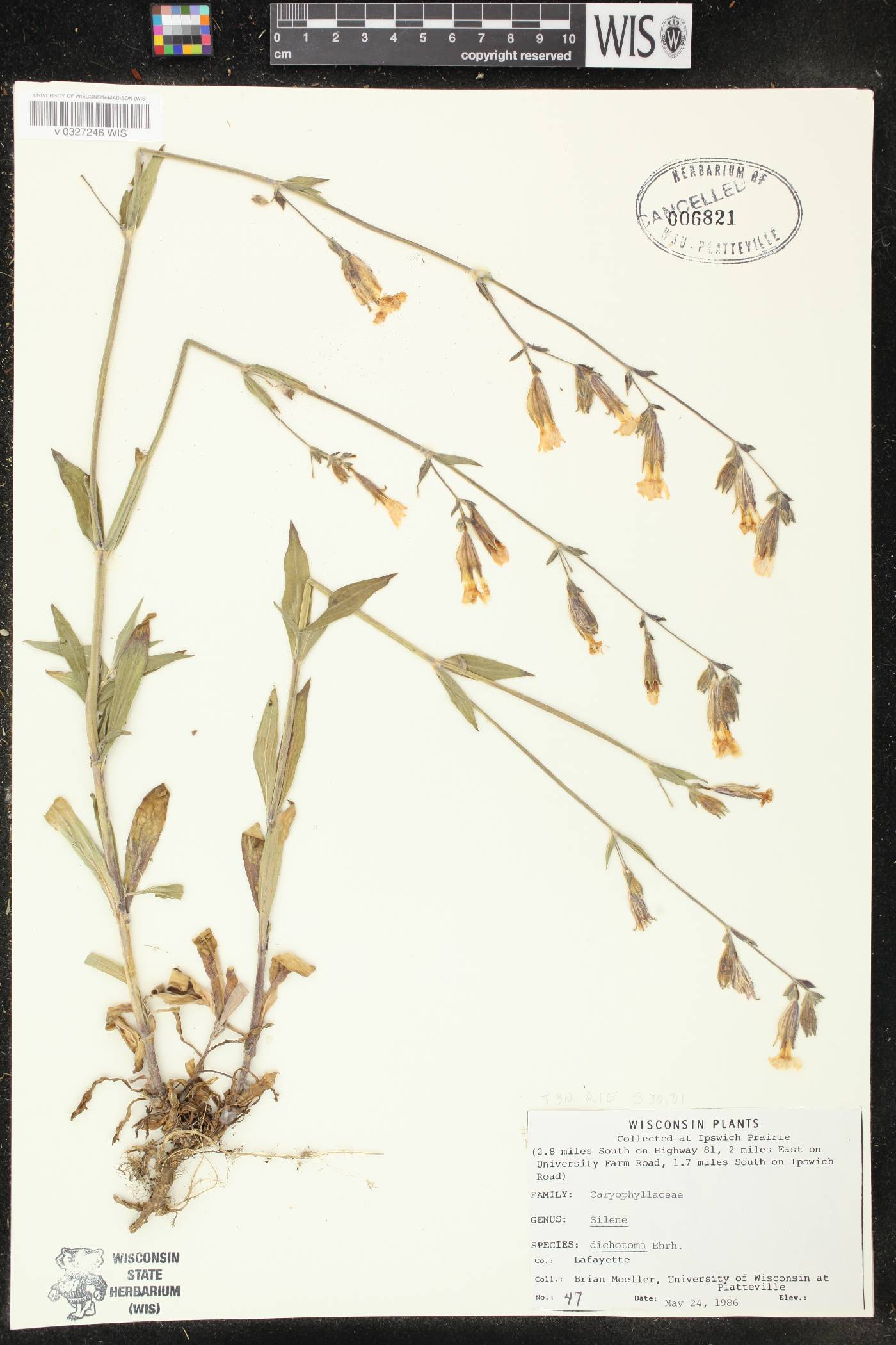 Silene dichotoma image