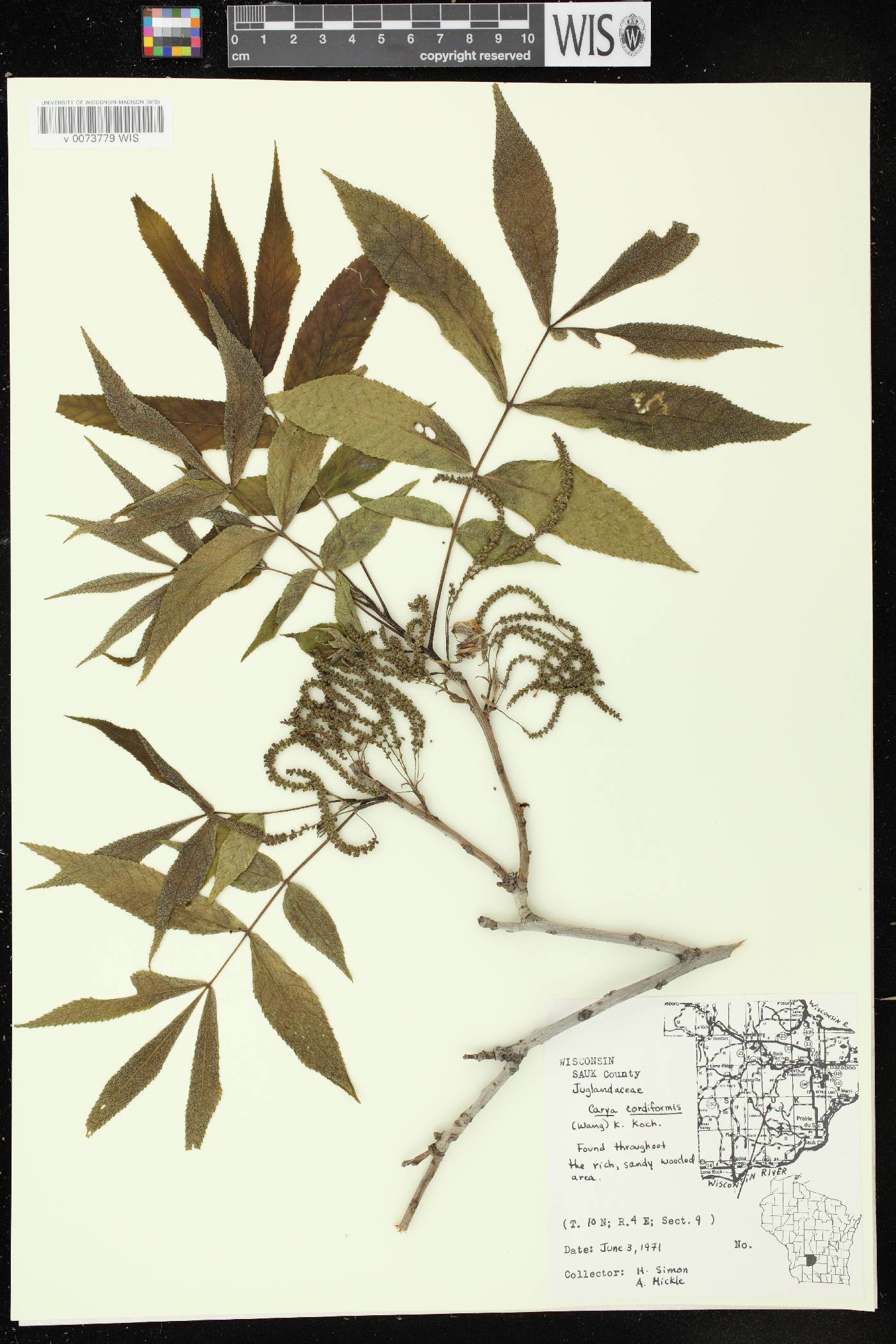 Carya cordiformis image