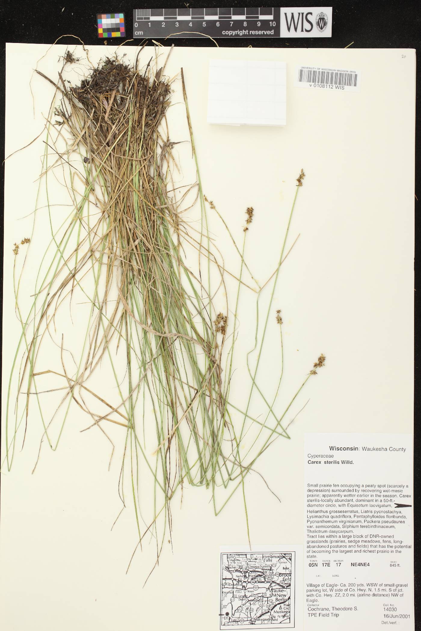 Carex sterilis image