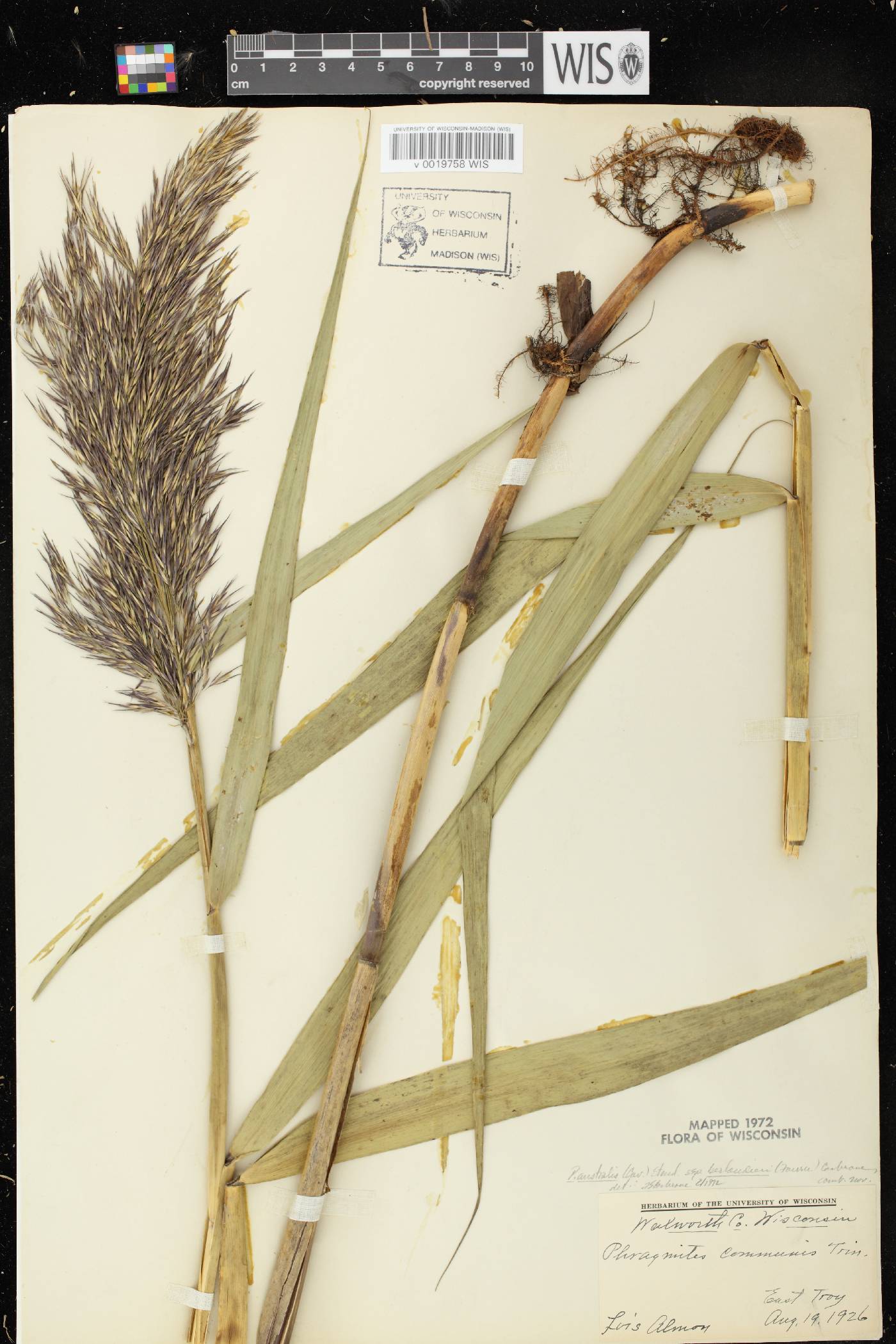 Phragmites australis image