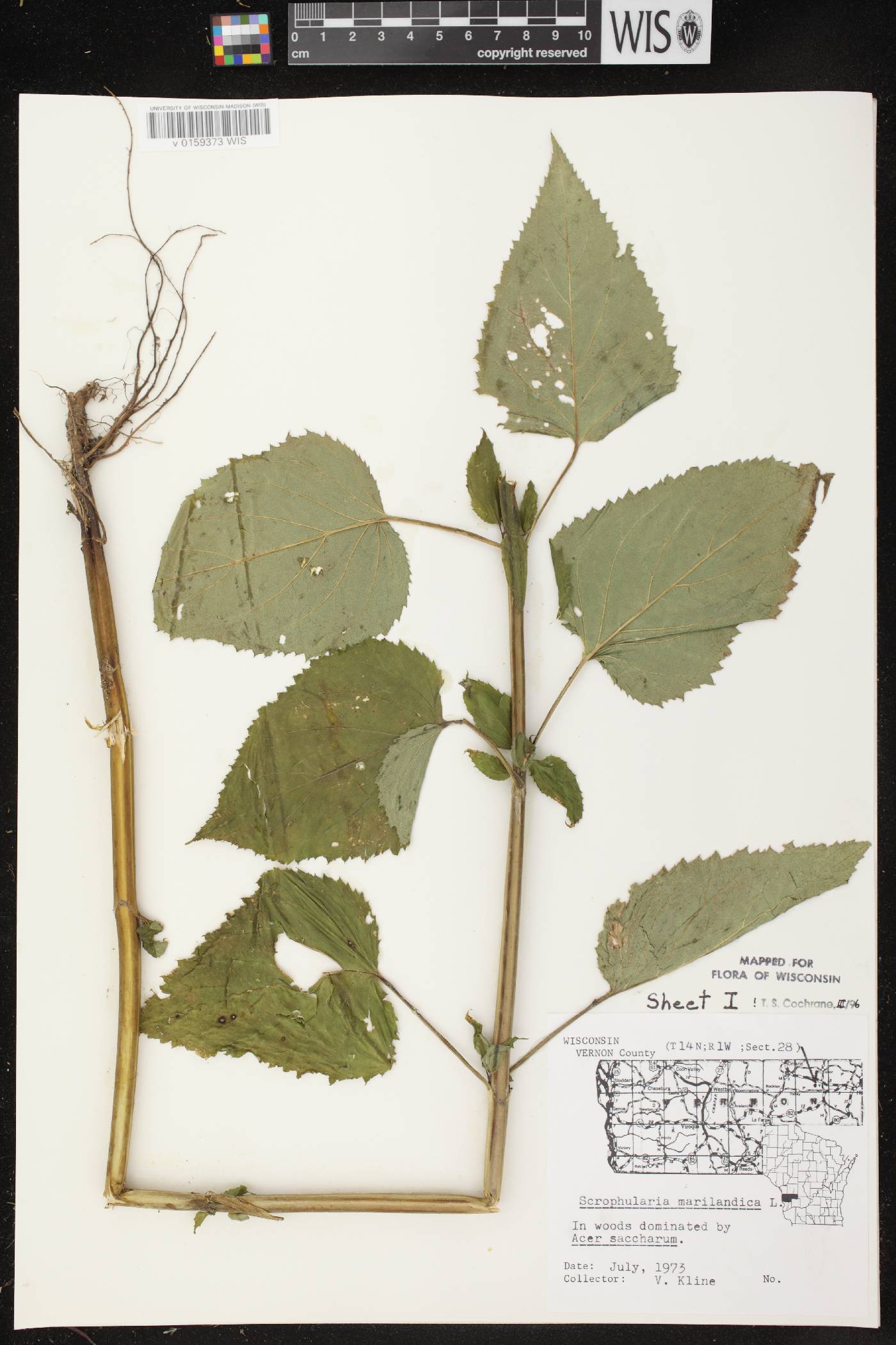 Scrophularia marilandica image