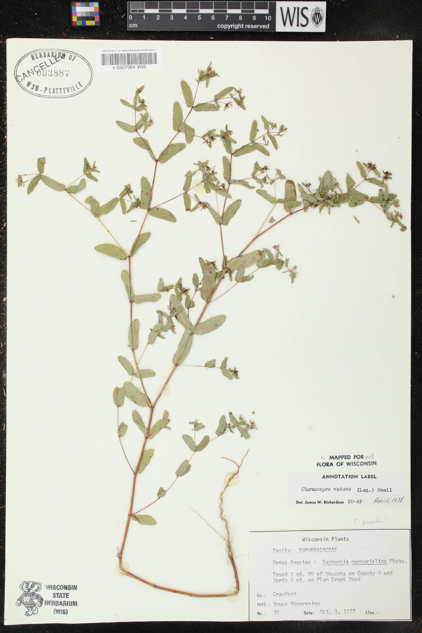 Euphorbia nutans image