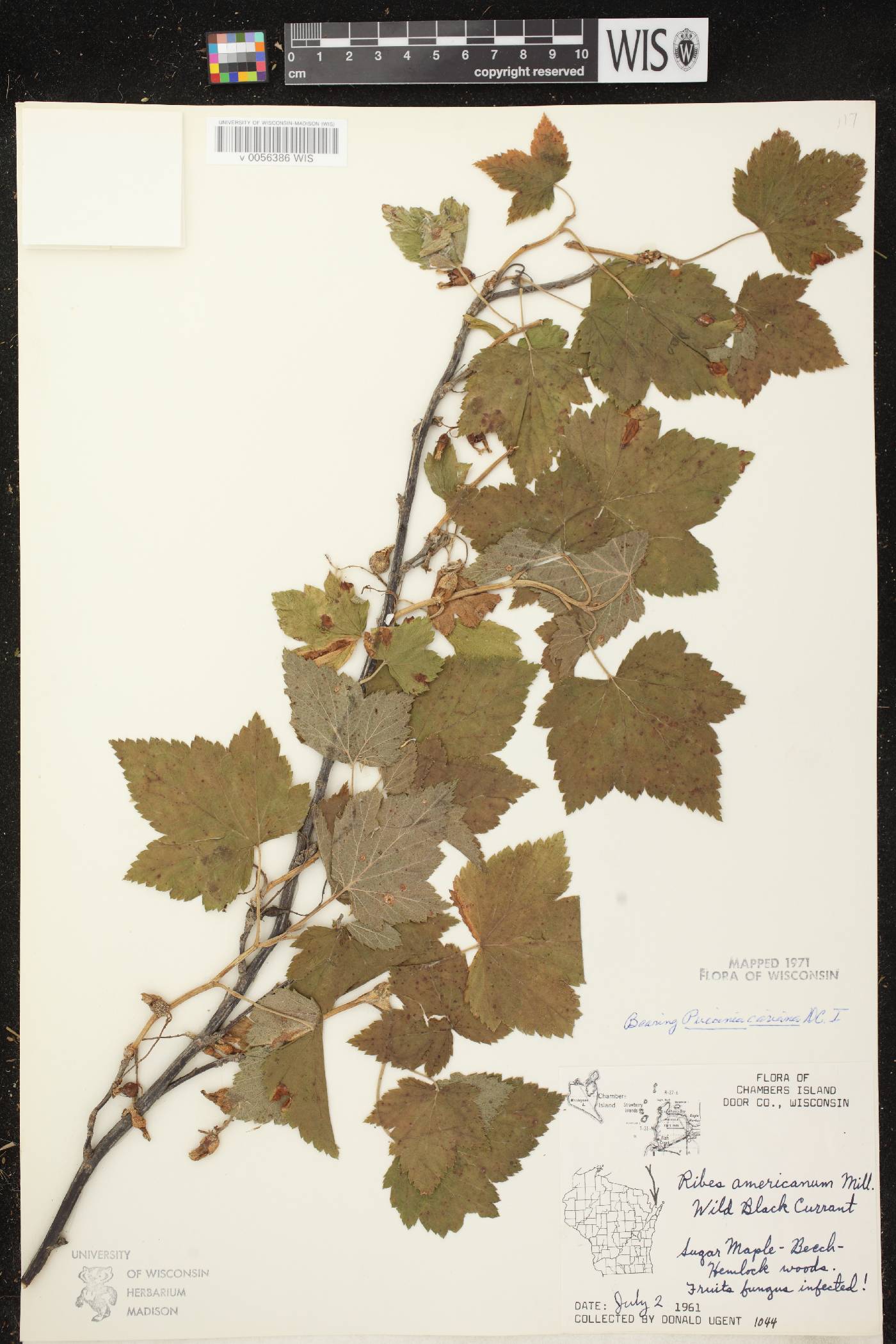 Ribes americanum image