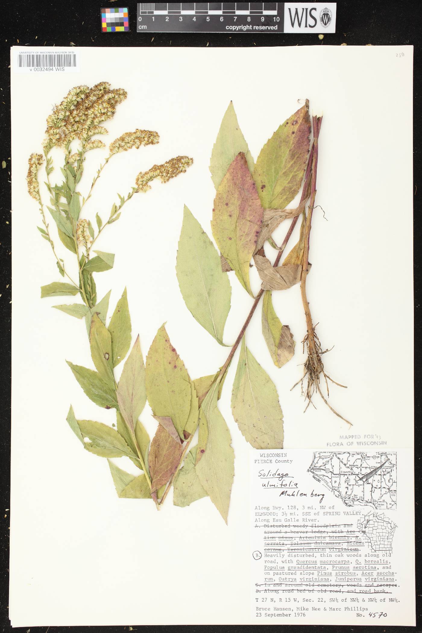 Solidago ulmifolia var. ulmifolia image