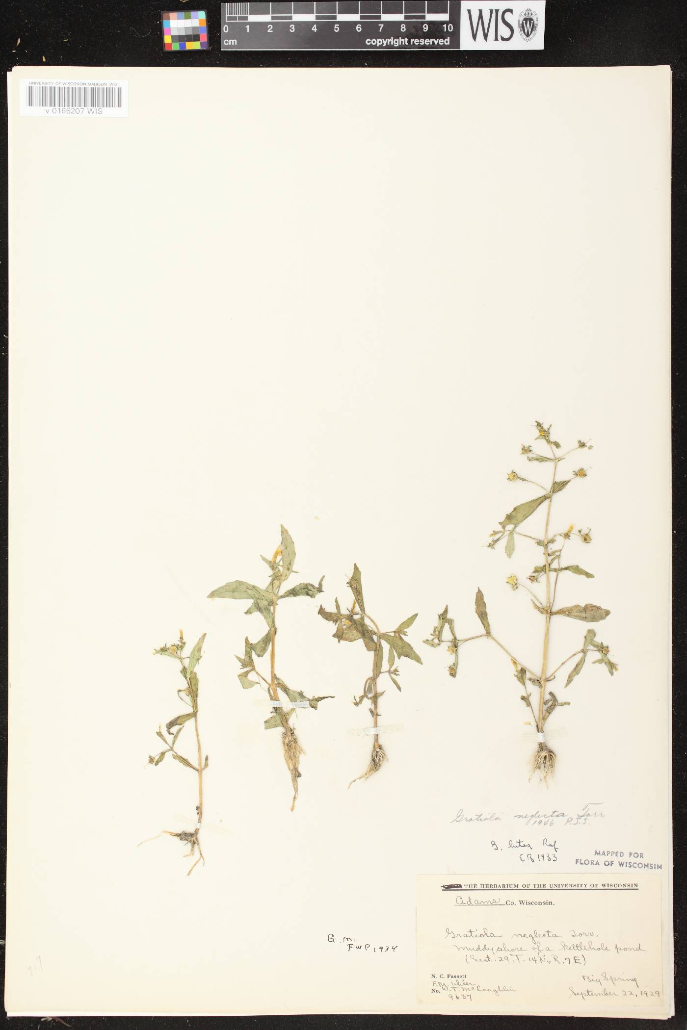Gratiola neglecta image