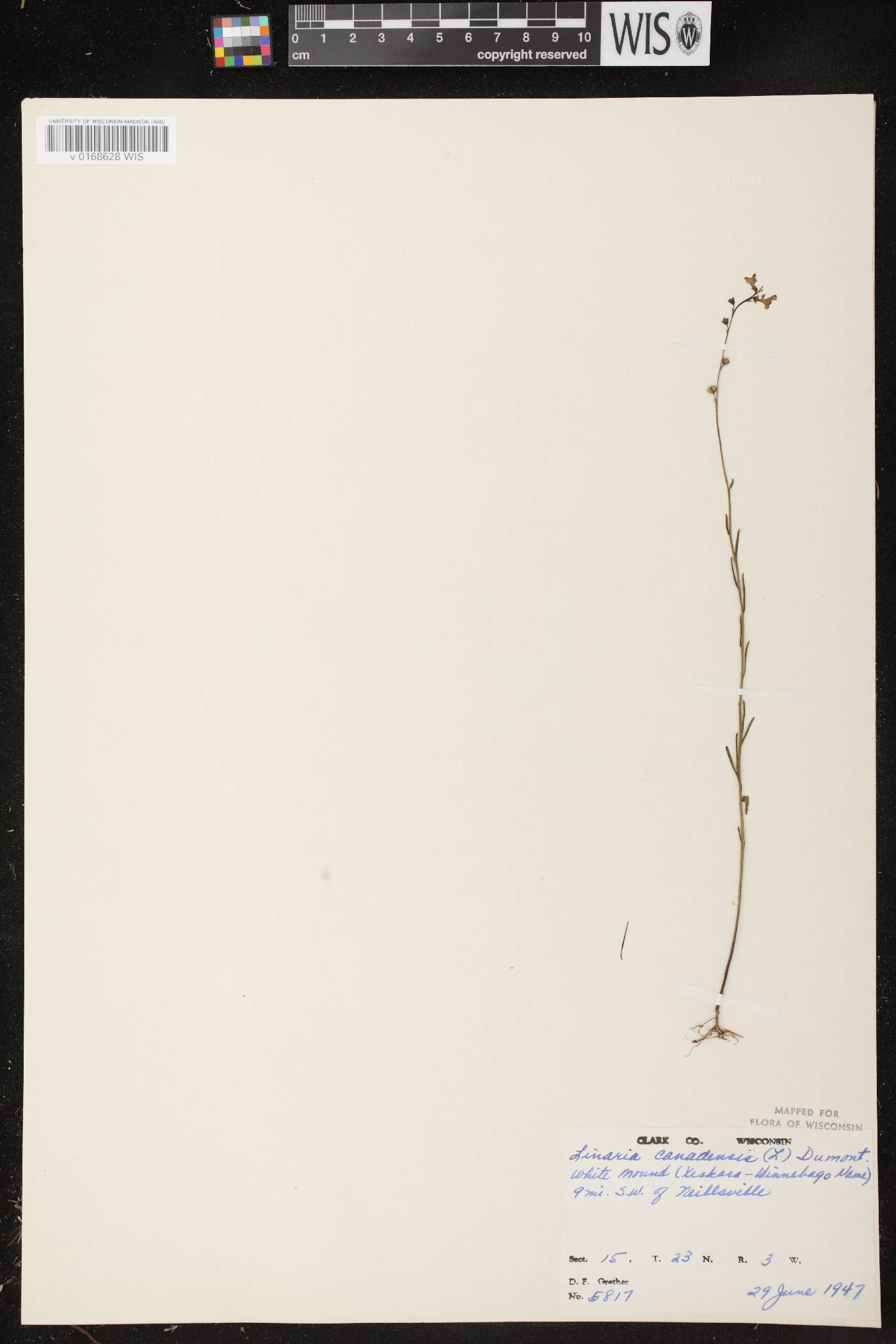 Nuttallanthus canadensis image