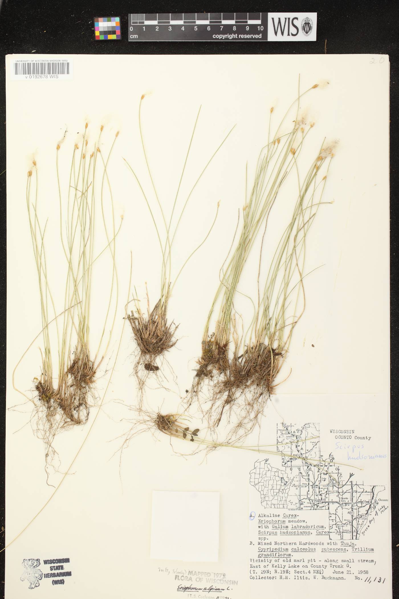 Trichophorum alpinum image