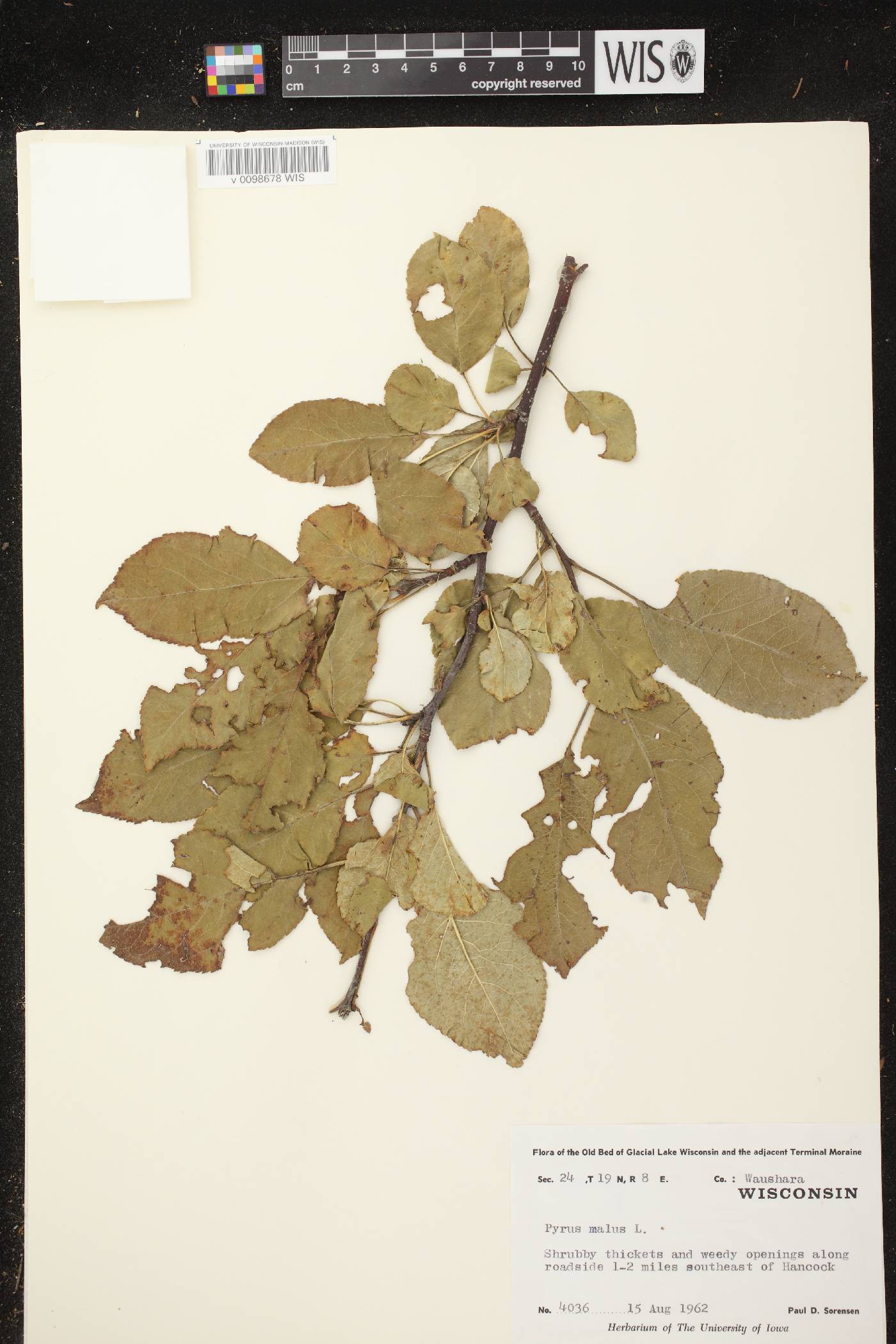 Malus pumila image